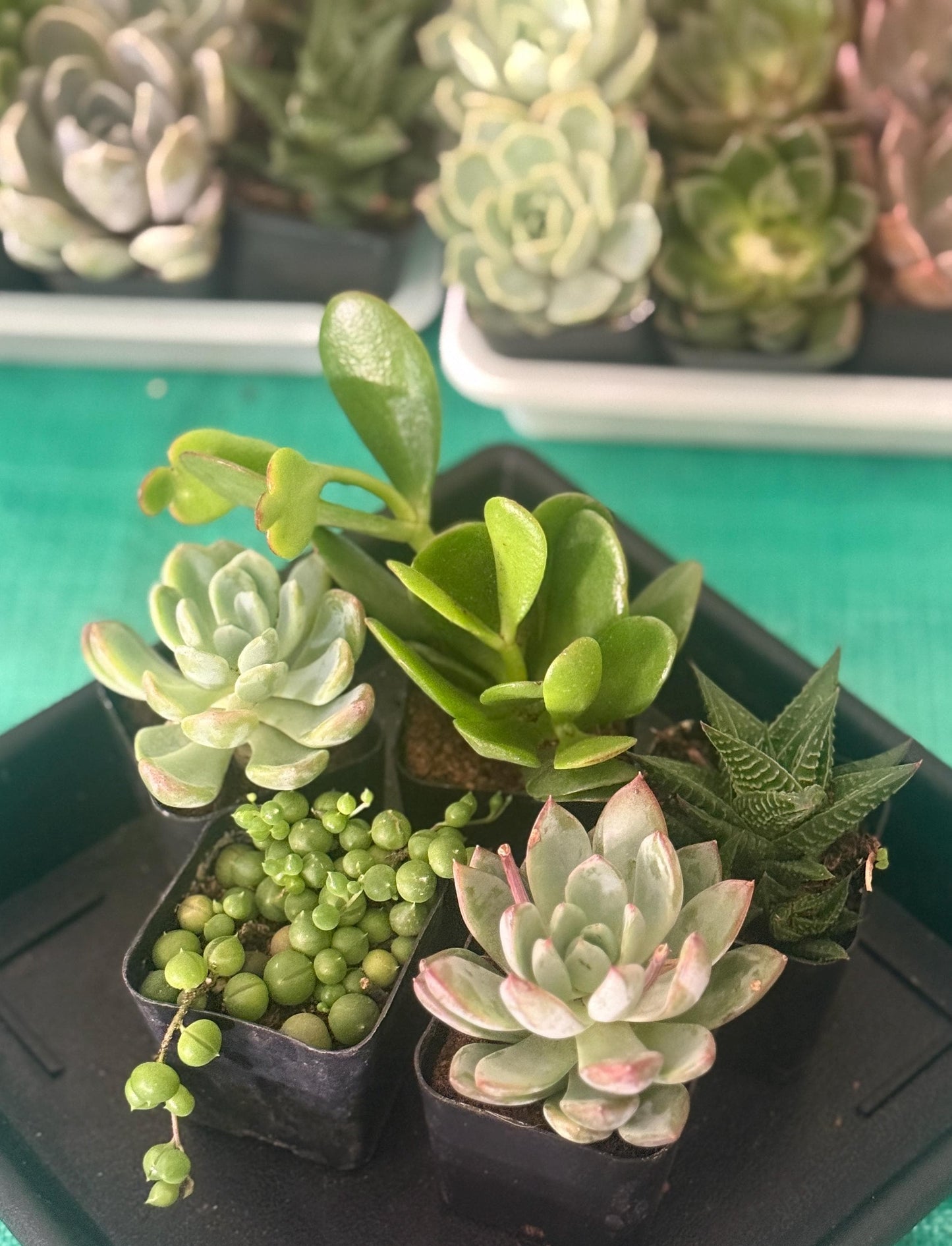 Succulent Starter Pack | 5 Live Plants Bundle | Echeveria, Jade, String of Pearls & More