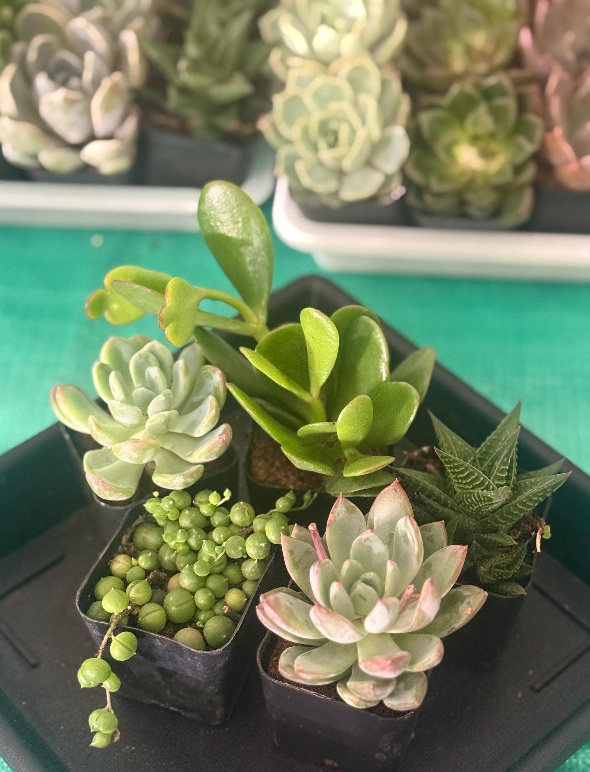 Succulent Starter Pack | 5 Live Plants Bundle | Echeveria, Jade, String of Pearls & More
