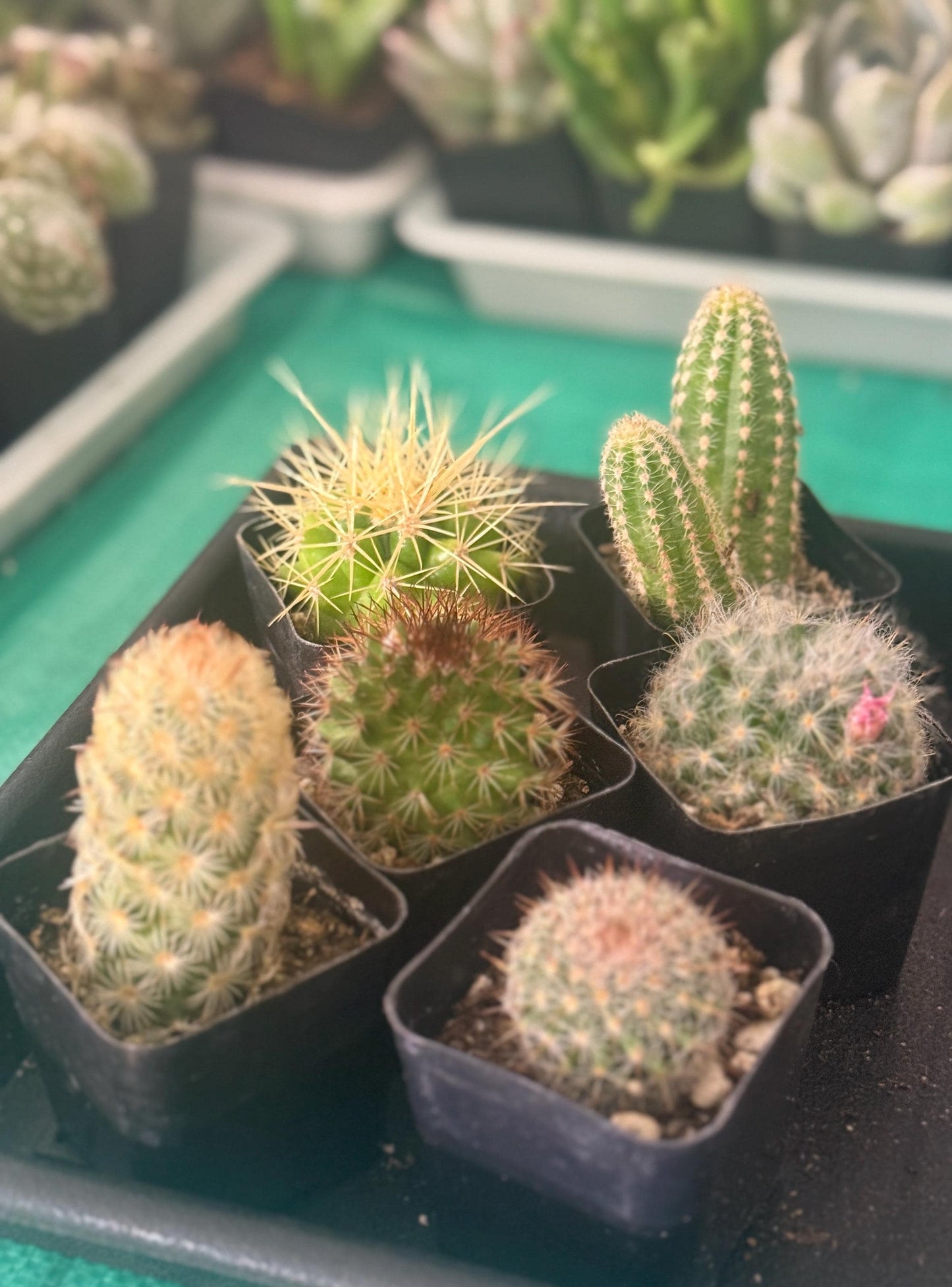 6 Live Cactus Bundle | Golden Barrel, Mammillaria & Columnar Mix | Easy Care Starter Set