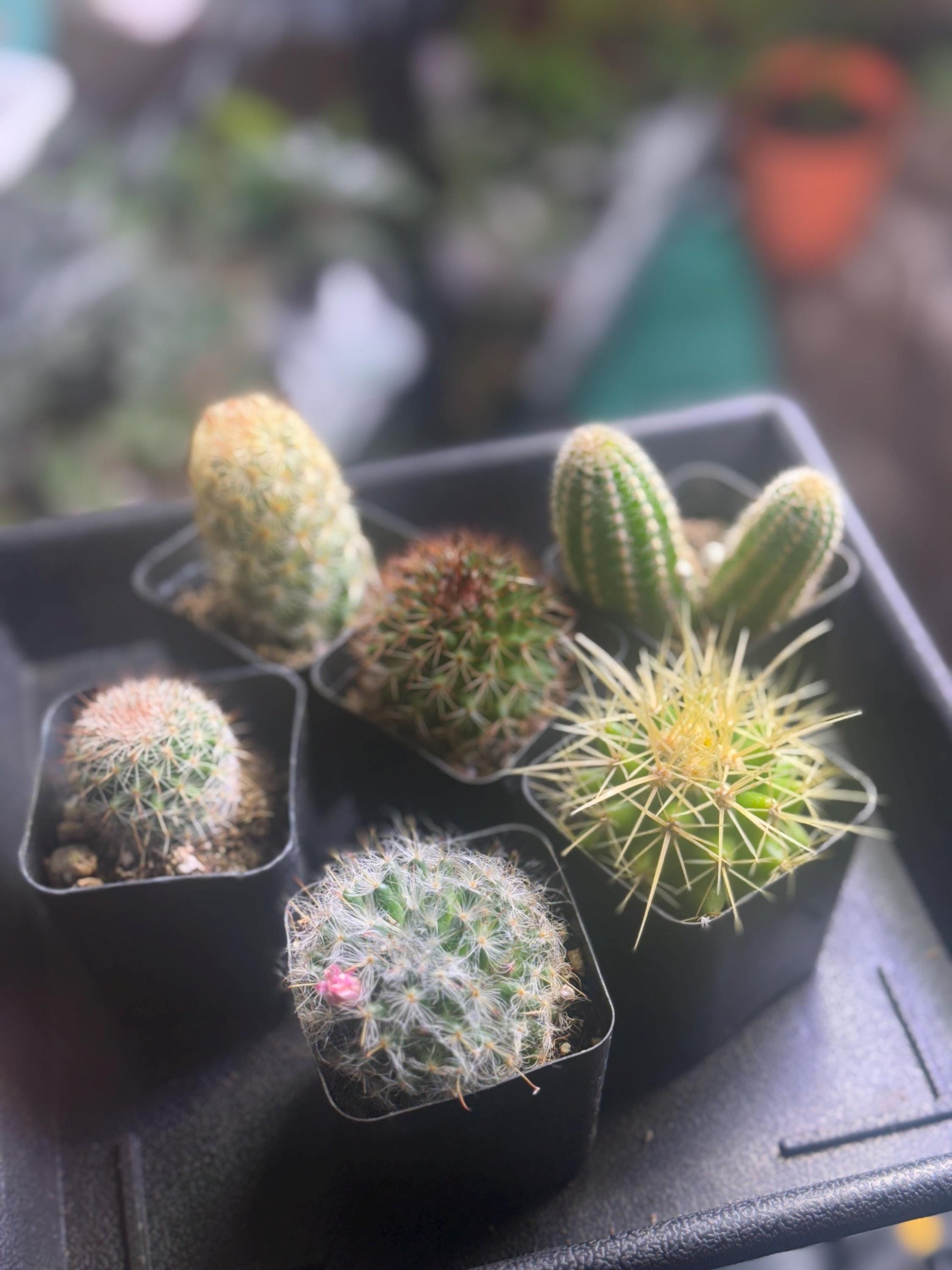 6 Live Cactus Bundle | Golden Barrel, Mammillaria & Columnar Mix | Easy Care Starter Set