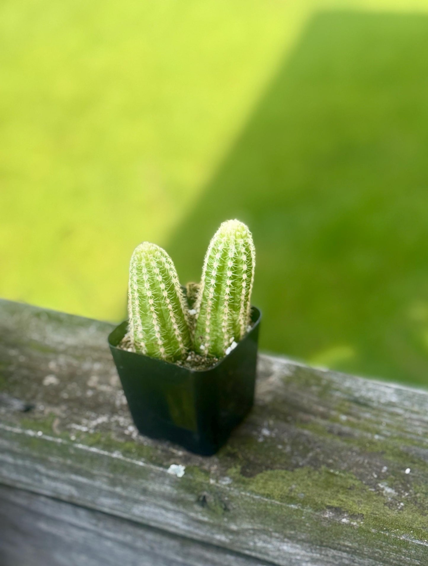 6 Live Cactus Bundle | Golden Barrel, Mammillaria & Columnar Mix | Easy Care Starter Set