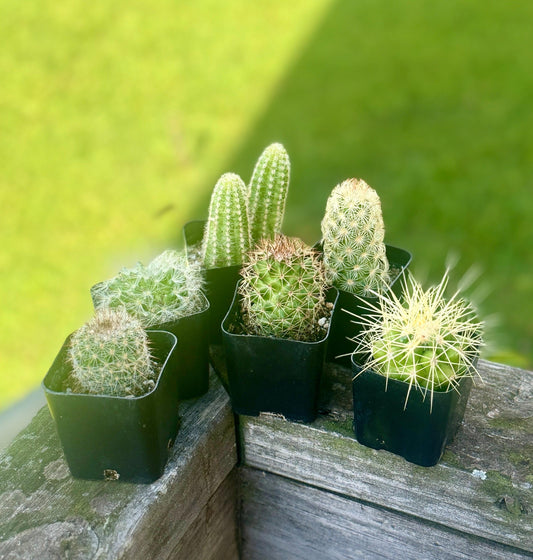 6 Live Cactus Bundle | Golden Barrel, Mammillaria & Columnar Mix | Easy Care Starter Set