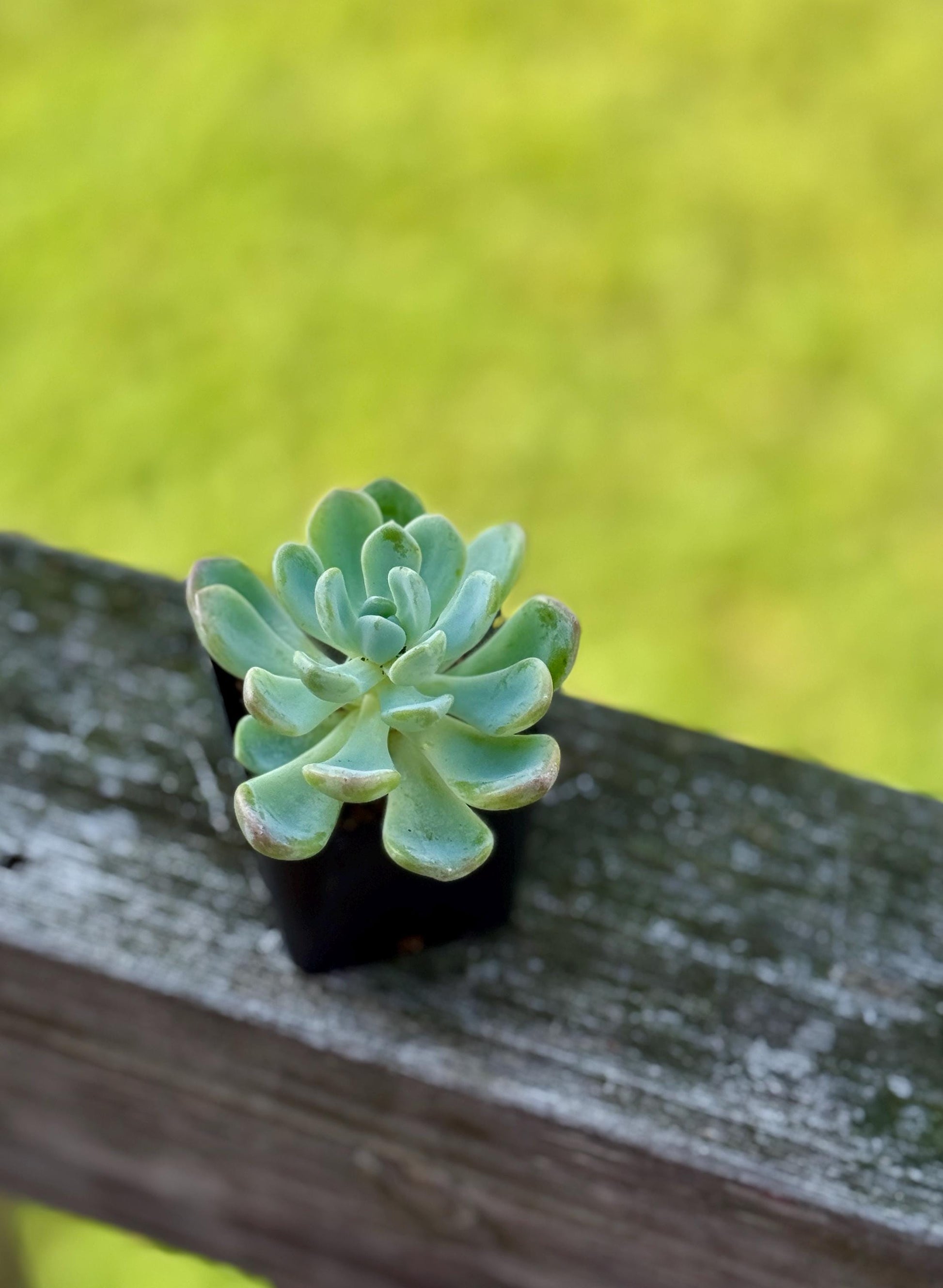 Succulent Starter Pack | 5 Live Plants Bundle | Echeveria, Jade, String of Pearls & More