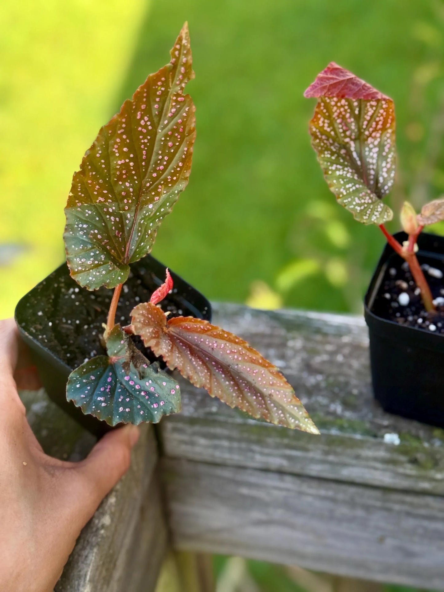 Angel Wing Begonia Maculata ‘Pink Spot’ – Starter Plant (3–4”)