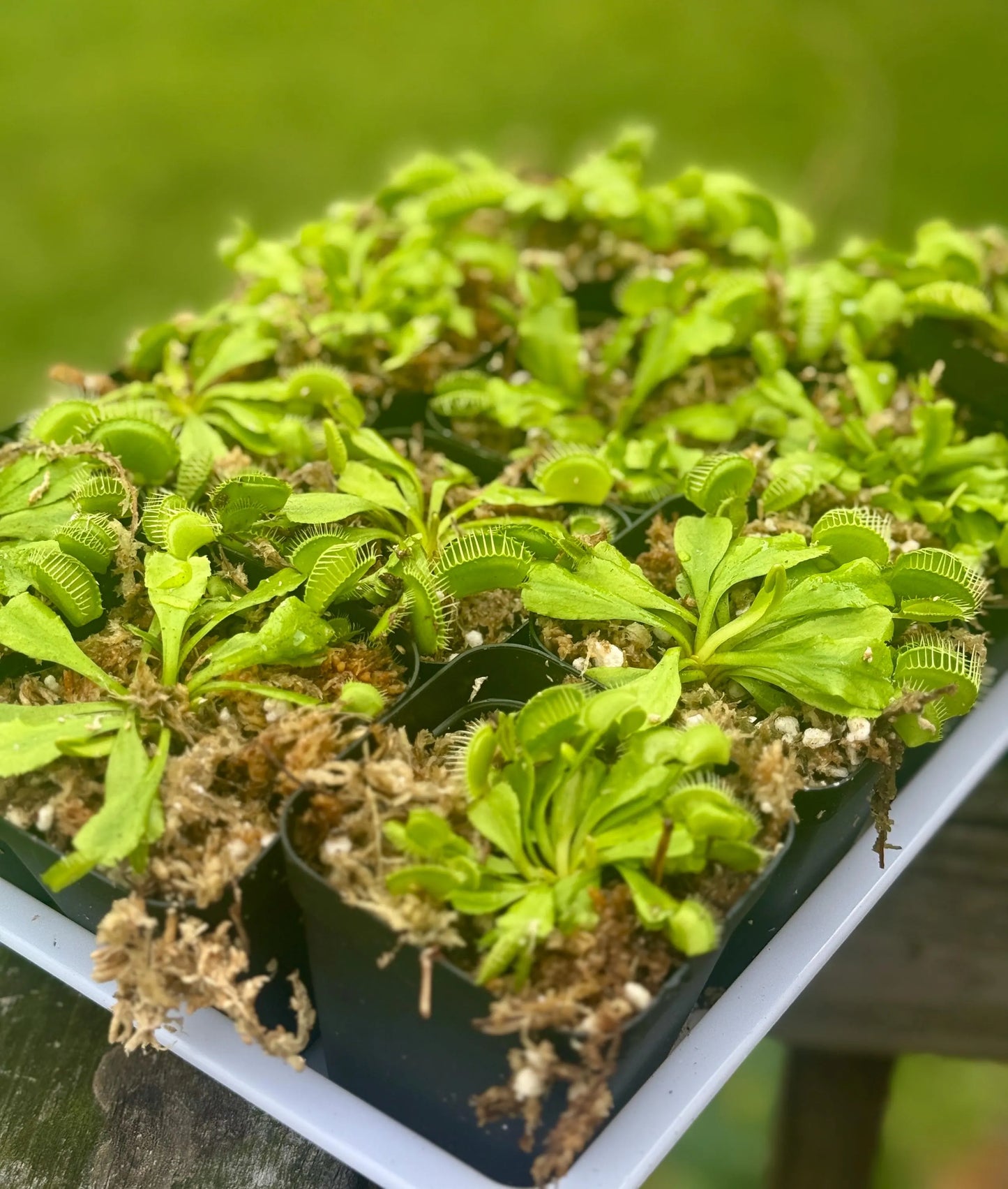 Starter Venus Fly Trap Plant – 3” Plastic Pot – Live Carnivorous Plant