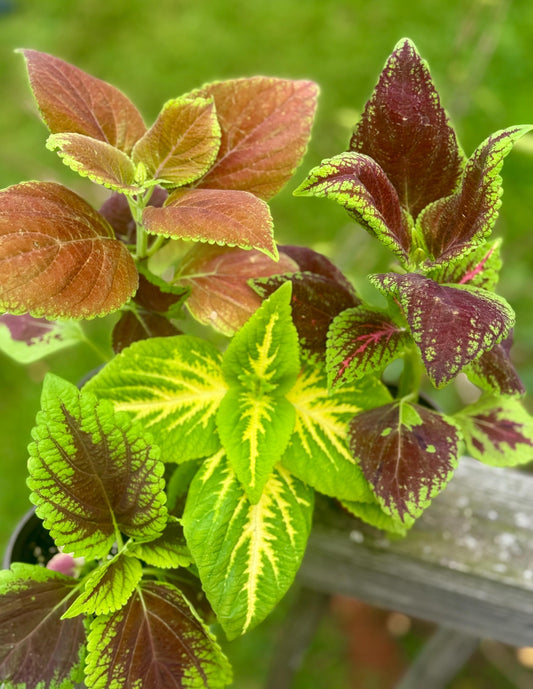 Small Coleus Plant Bundle (3) | Colorful Live Plant | 5-8 Inch  *please read description*