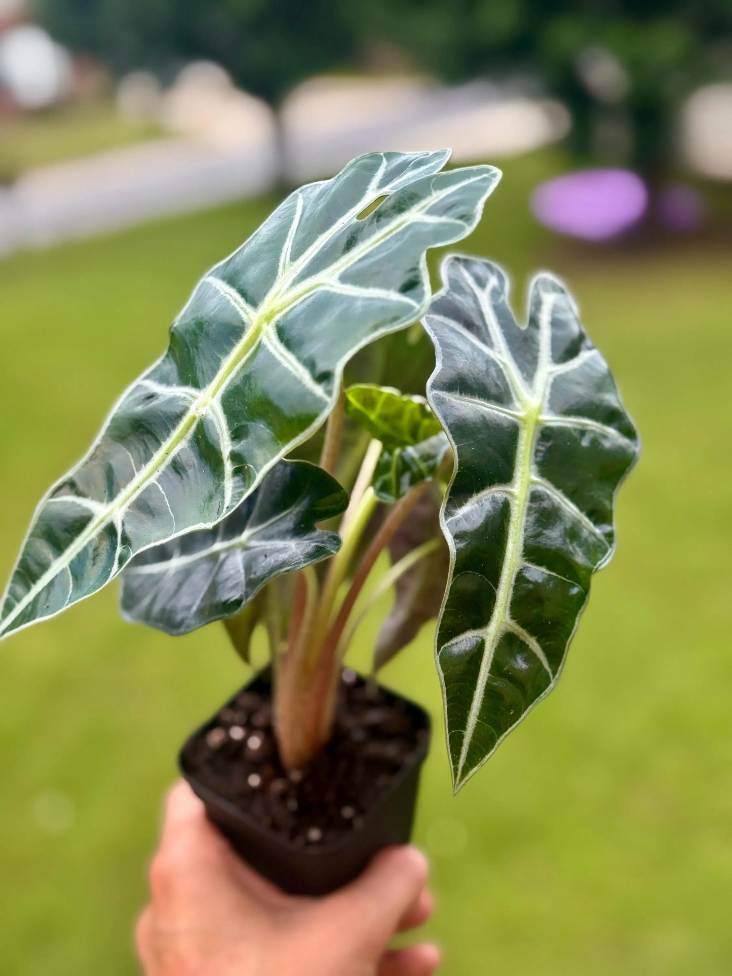 Alocasia African Mask ‘Polly’ | Exotic Houseplant with Bold Veins
