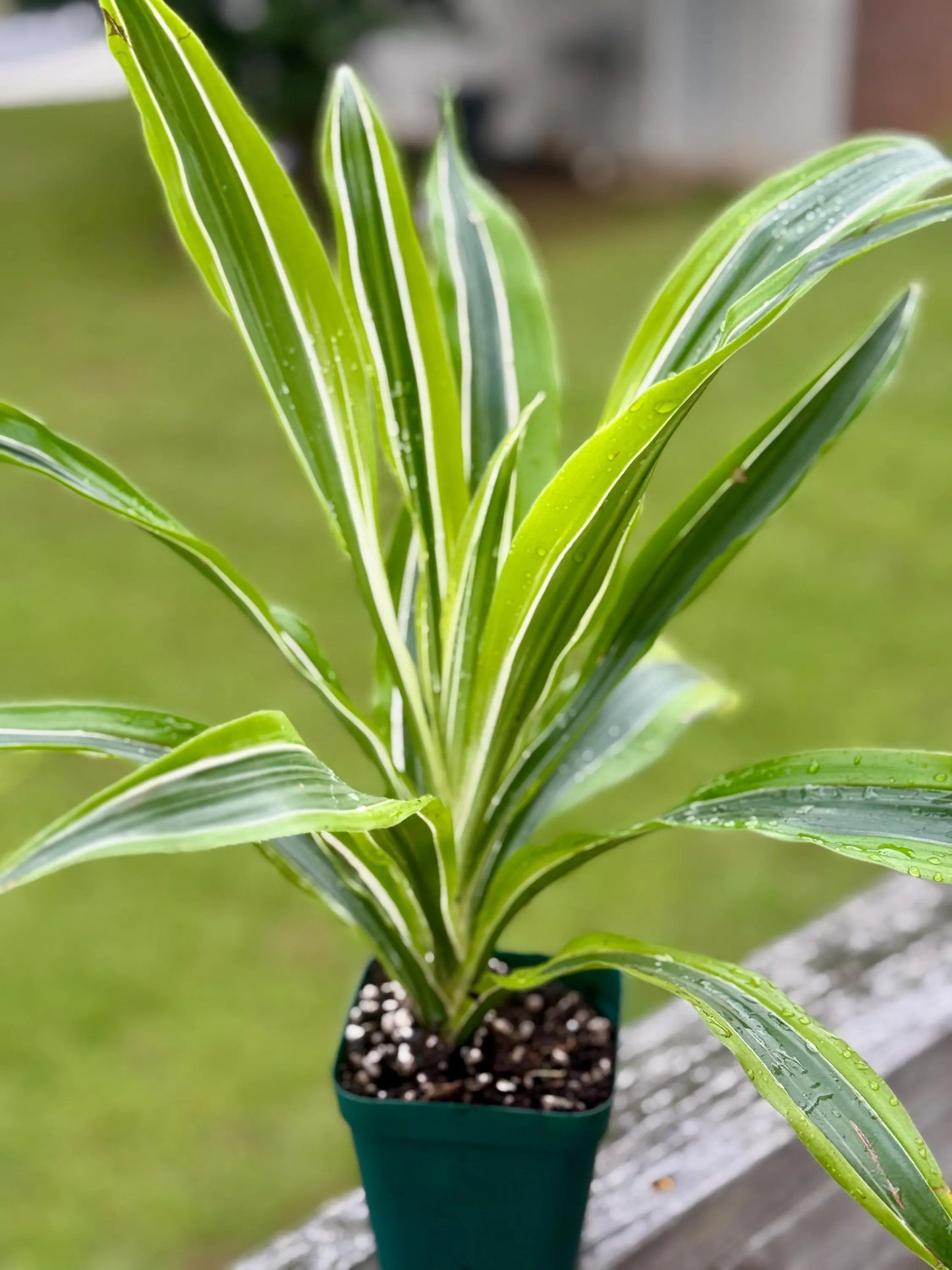 Dracaena ‘Lemon Surprise’ | Bright Lime Variegated Houseplant | 3” Fabric Nursery Pot