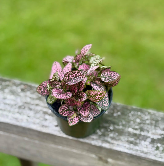 Polka Dot Plant | Pink Hypoestes | Colorful Live Houseplant
