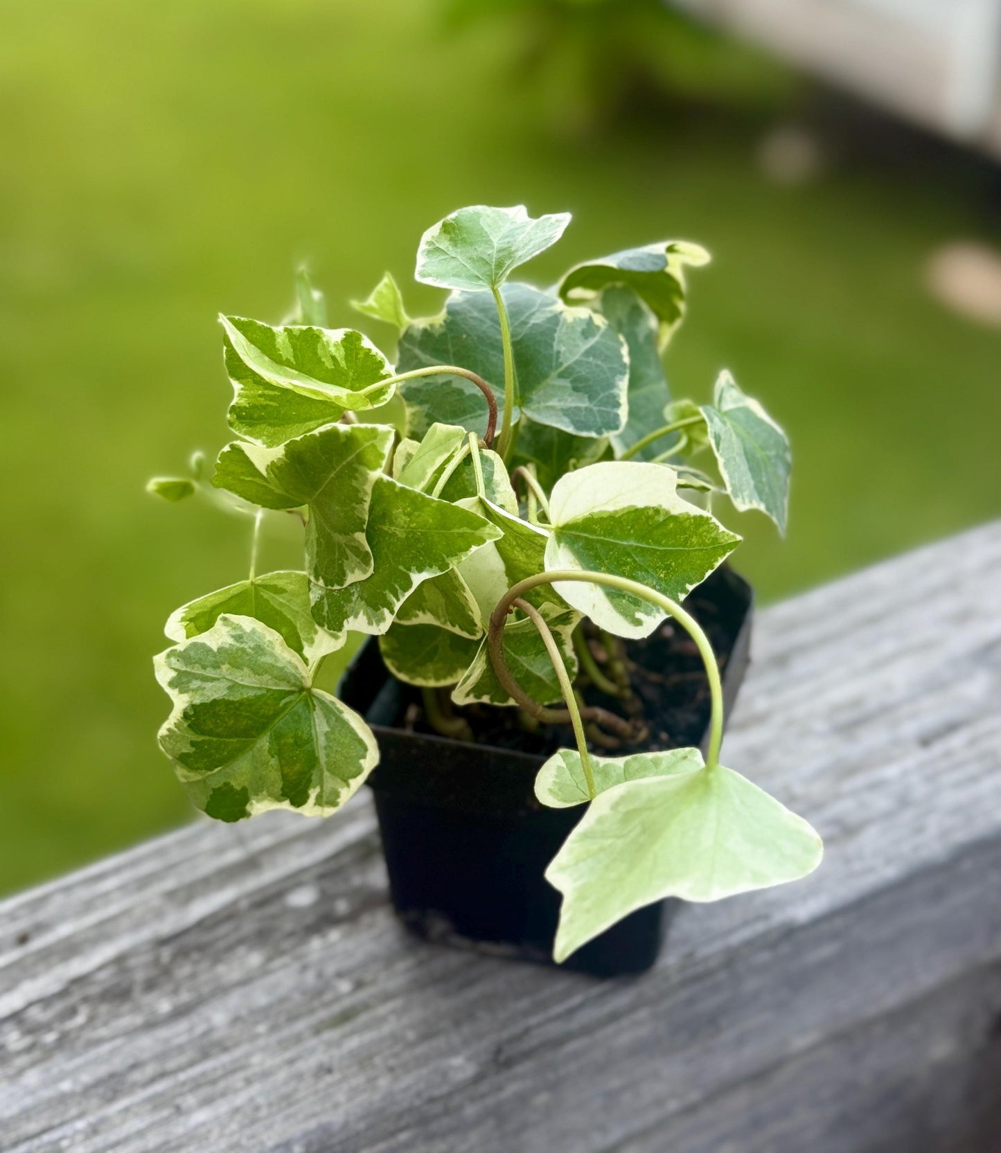 Glacier Ivy | Variegated Trailing English Ivy | 3” Fabric Nursery Pot