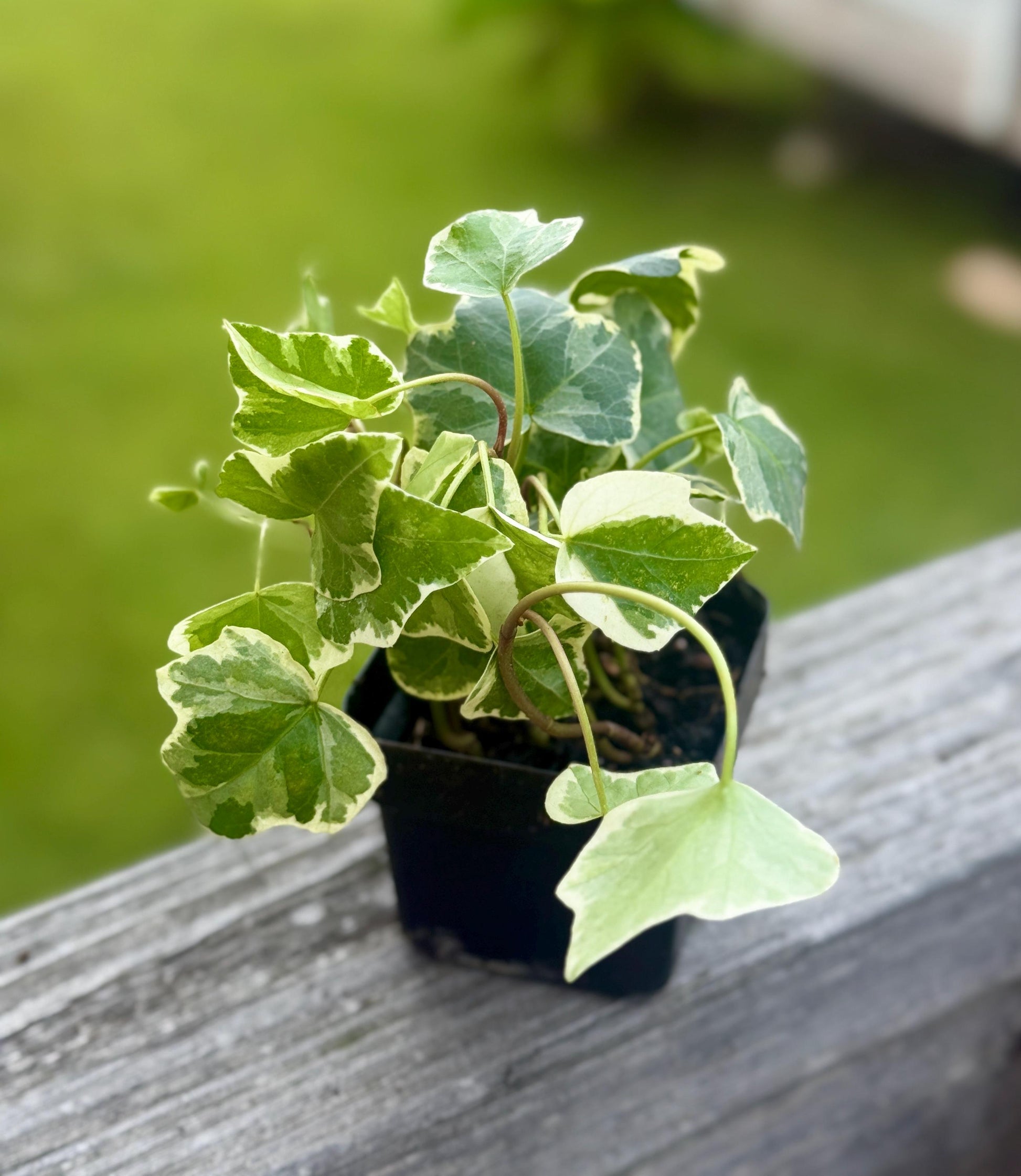 Glacier Ivy | Variegated Trailing English Ivy | 3” Fabric Nursery Pot