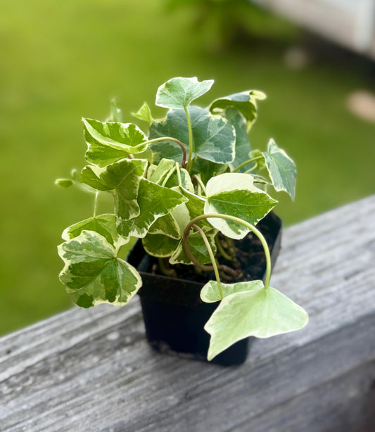 Glacier Ivy | Variegated Trailing English Ivy | 3” Fabric Nursery Pot