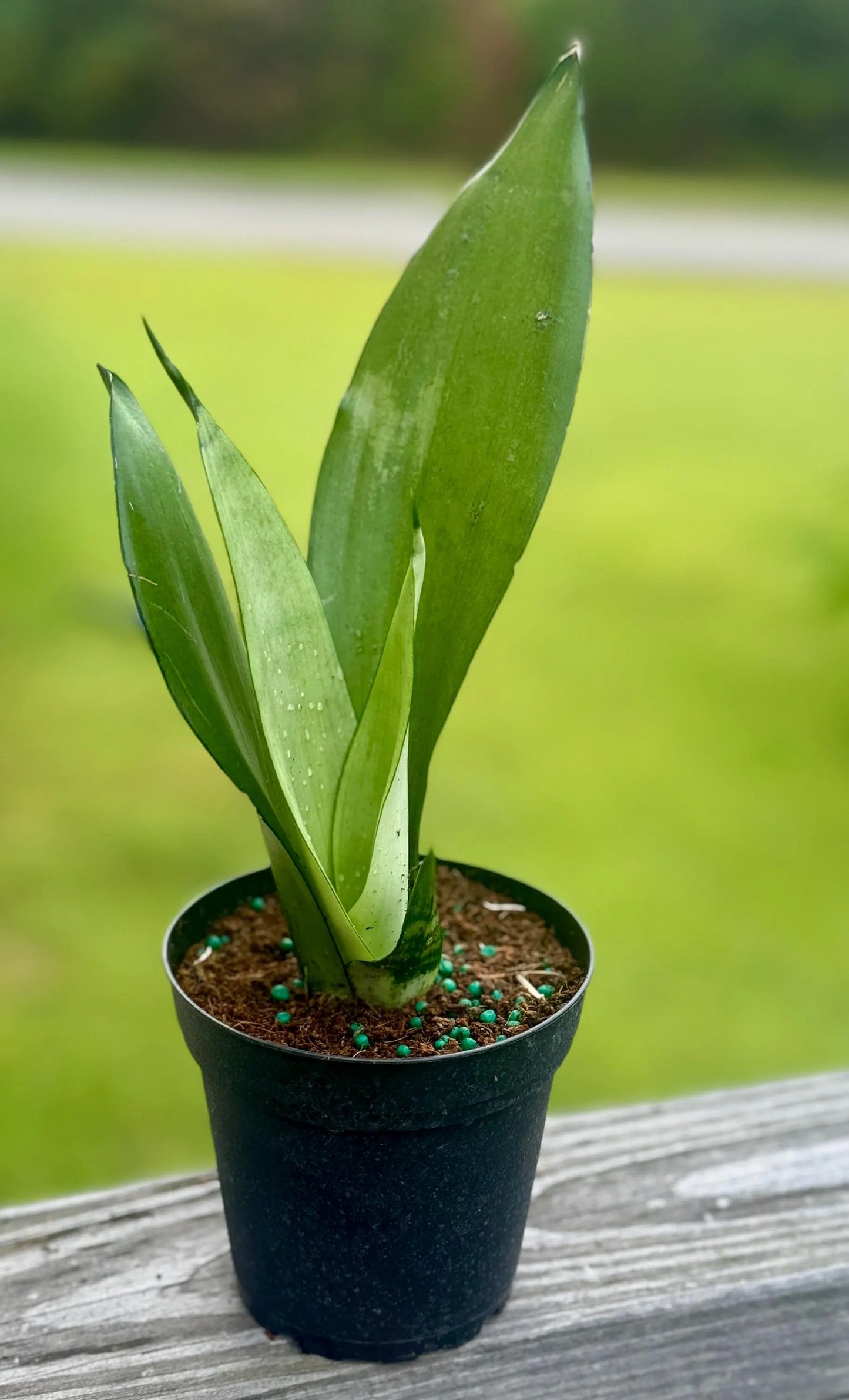 Snake Plant ‘Moonshine’ | Silver Sansevieria | 3-6”