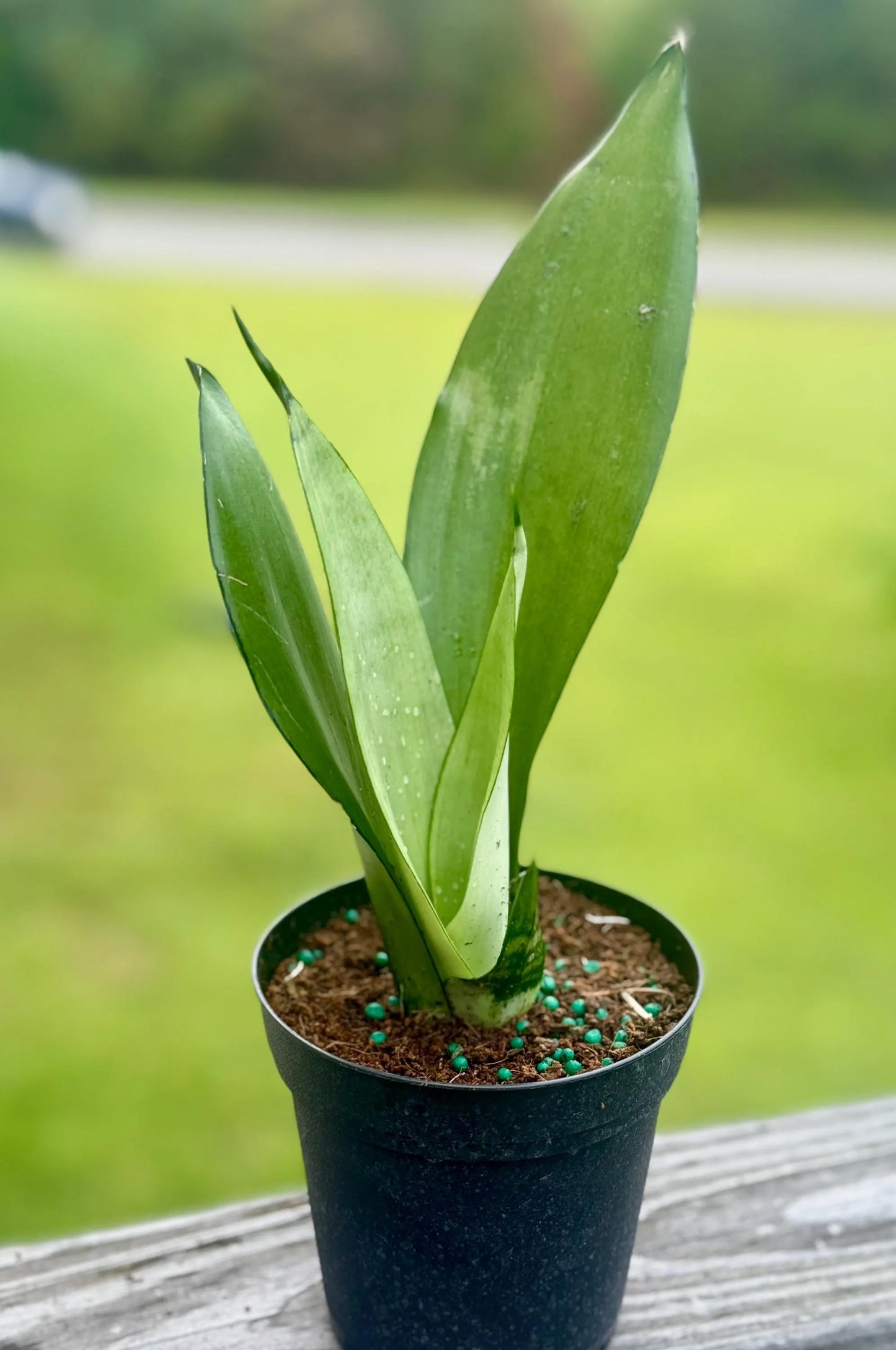 Snake Plant ‘Moonshine’ | Silver Sansevieria | 3-6”