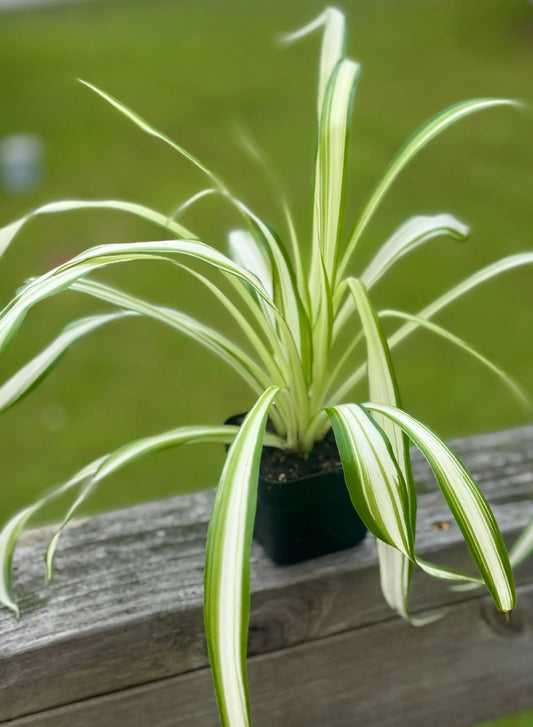 Spider Plant ‘Reverse Variegated’ | Easy Air-Purifying Houseplant | 3” Fabric Nursery Pot