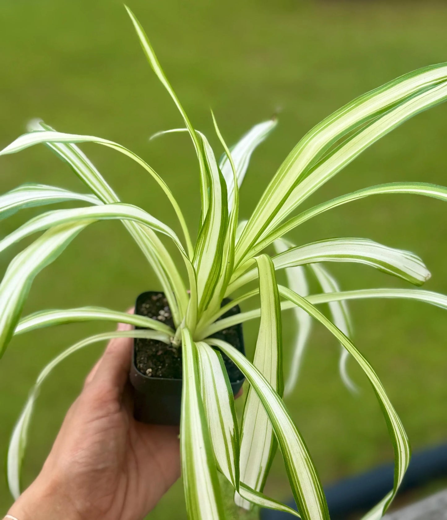Spider Plant ‘Reverse Variegated’ | Easy Air-Purifying Houseplant | 3” Fabric Nursery Pot