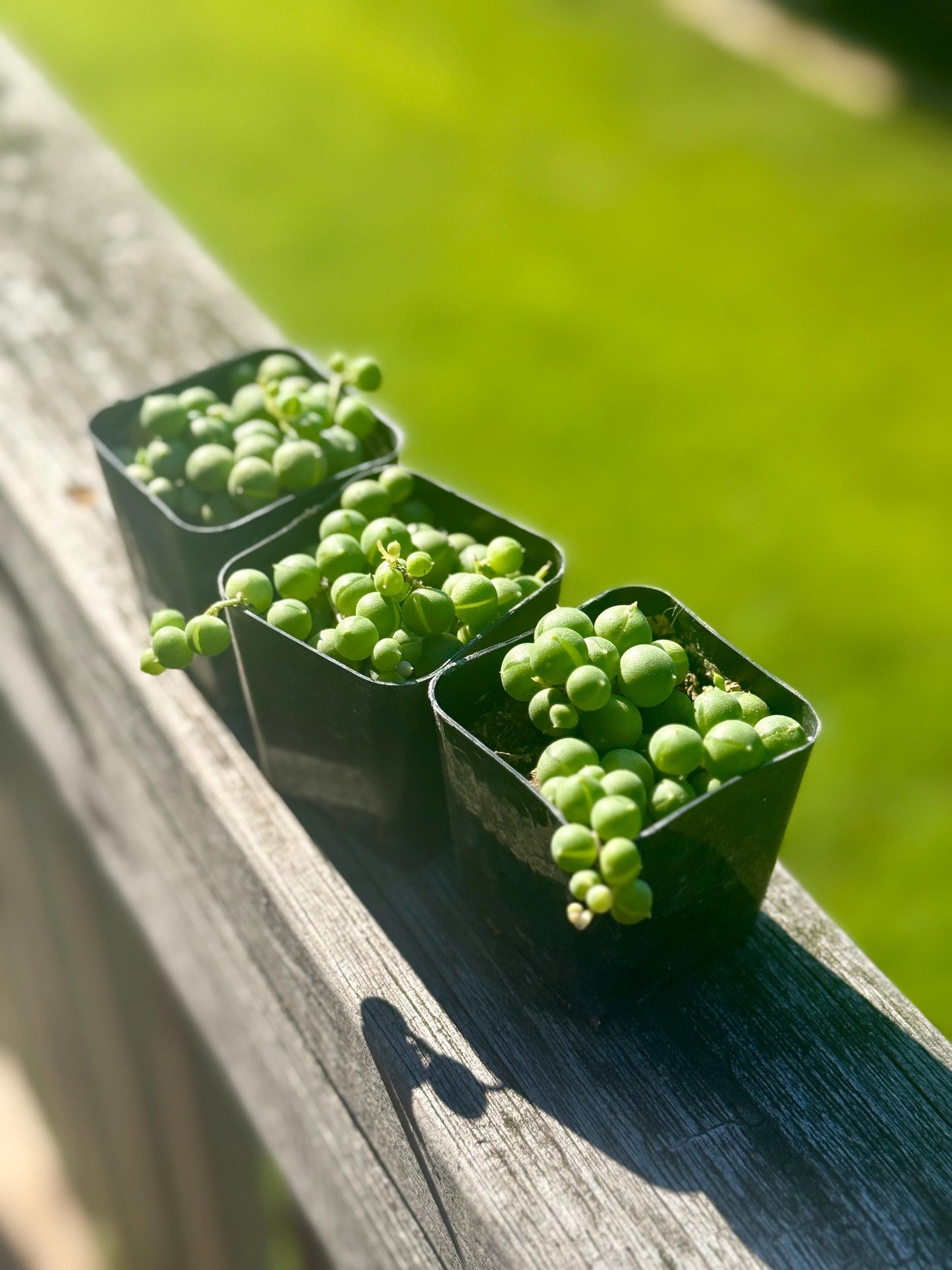 Bundle - 2” Starter String of Pearls Plant (3) – Senecio rowleyanus *please read description*