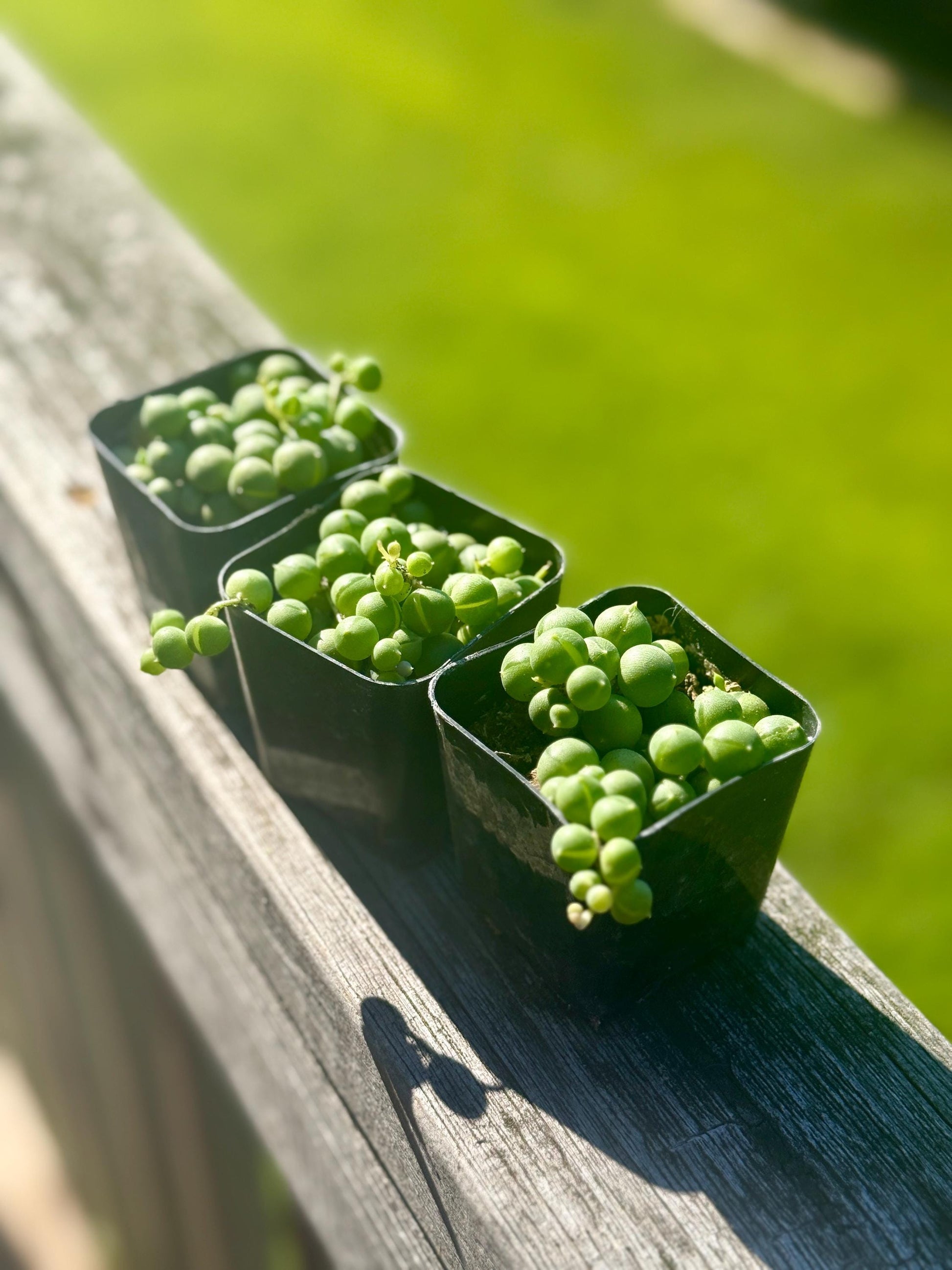 Bundle - 2” Starter String of Pearls Plant (3) – Senecio rowleyanus *please read description*