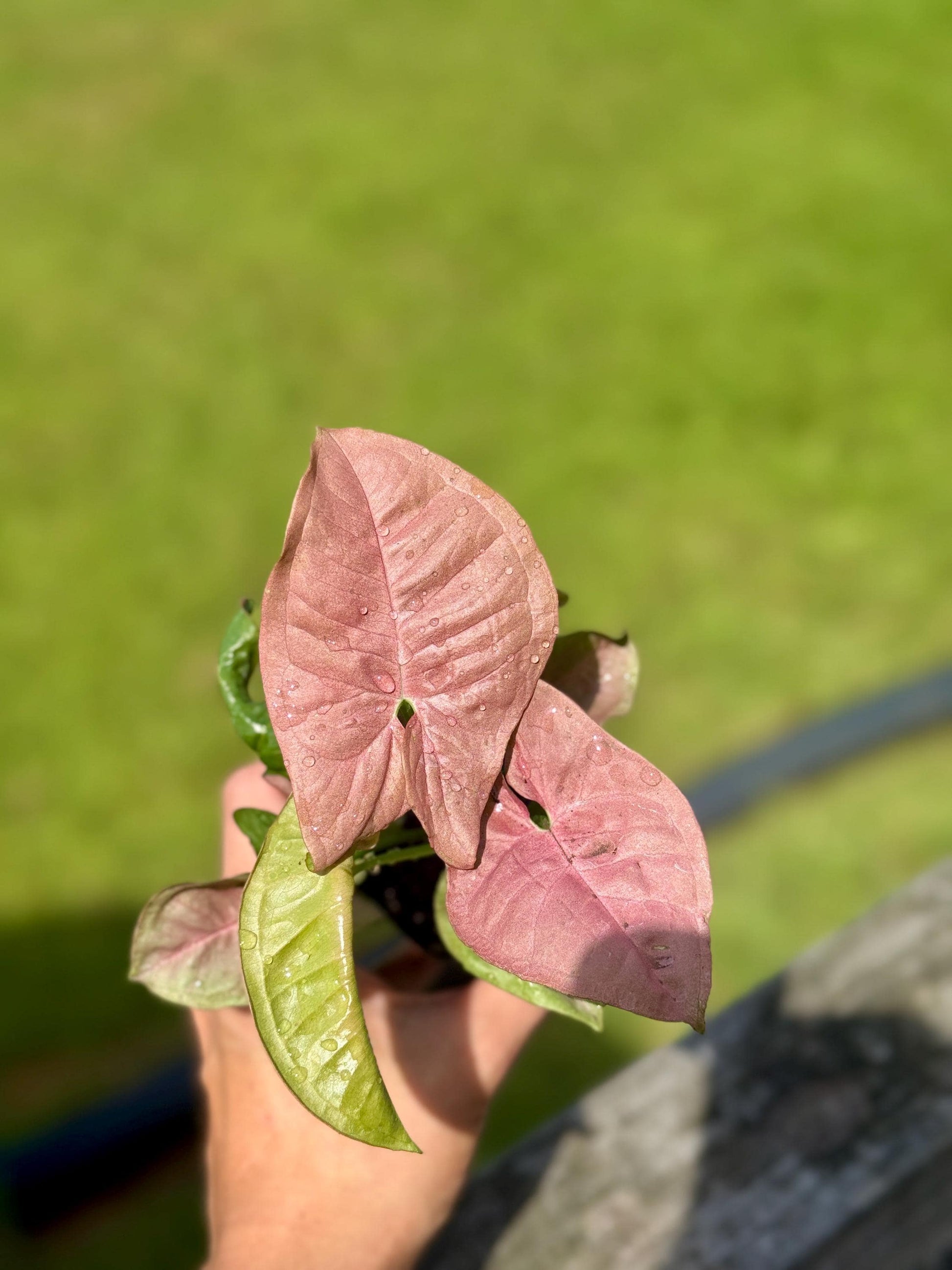 Small Cupid’s Quiver Arrowhead Plant (4-7”) - Syngonium podophyllym
