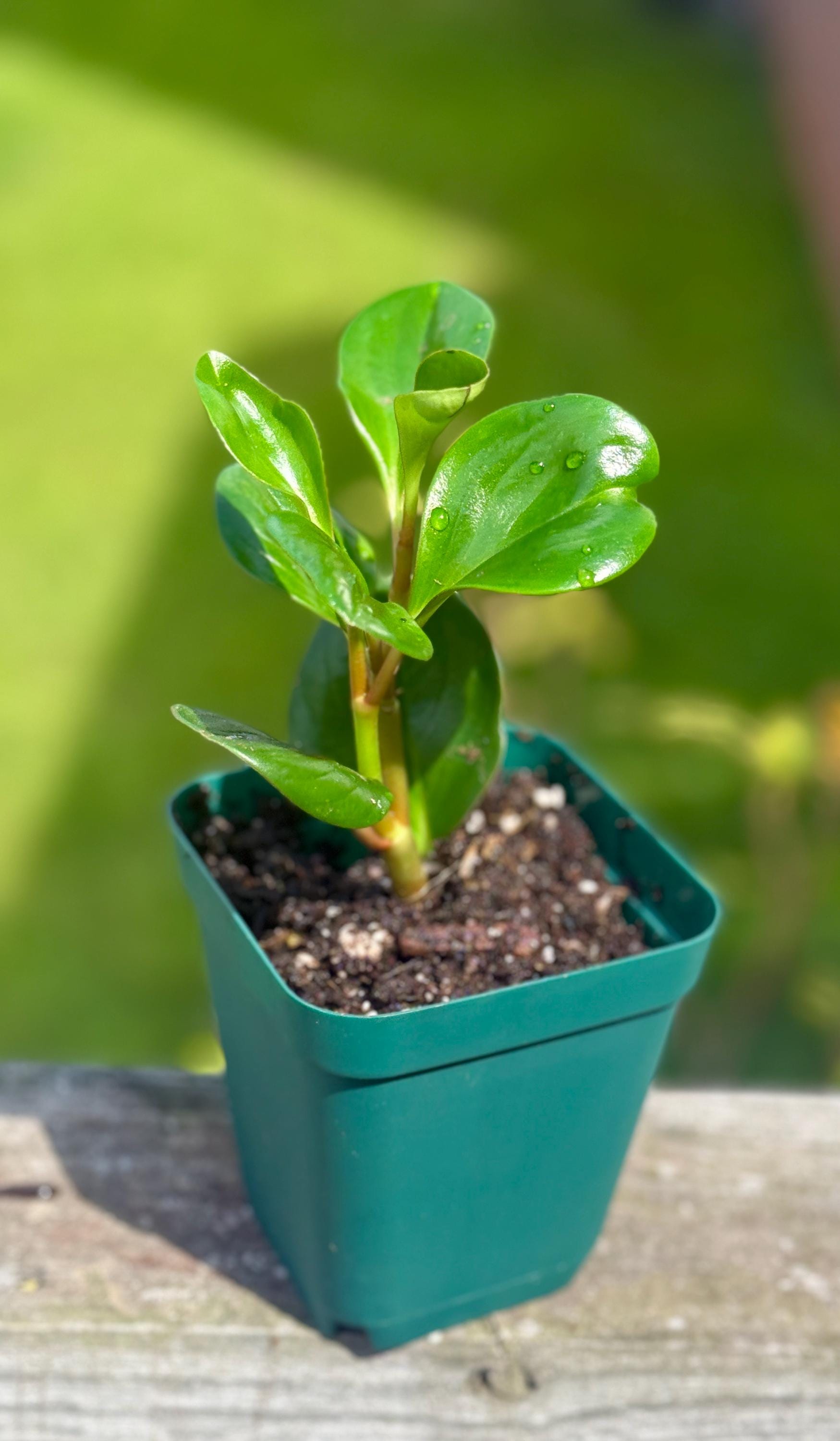 Spice Is Nice Peperomia Starter Plant: Easy-Care Houseplant (3-6")