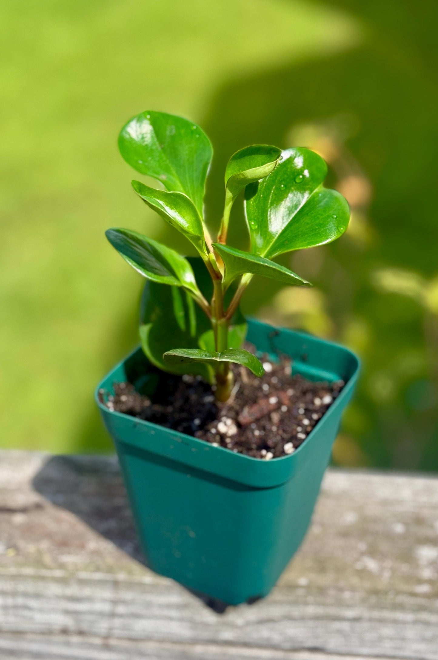 Spice Is Nice Peperomia Starter Plant: Easy-Care Houseplant (3-6")