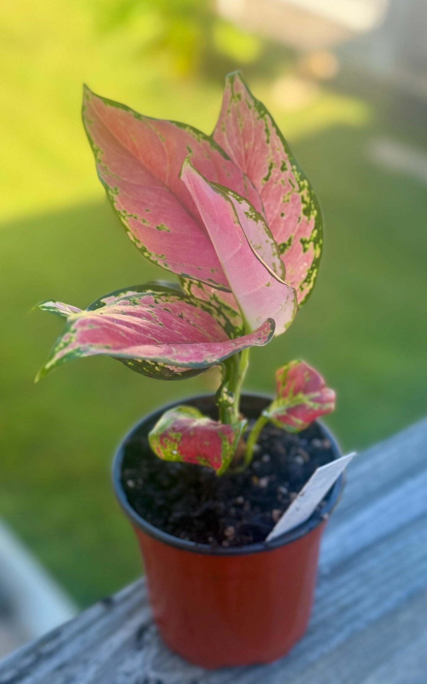 Aglaonema Siam Red – Pink & Green Chinese Evergreen Starter Plant