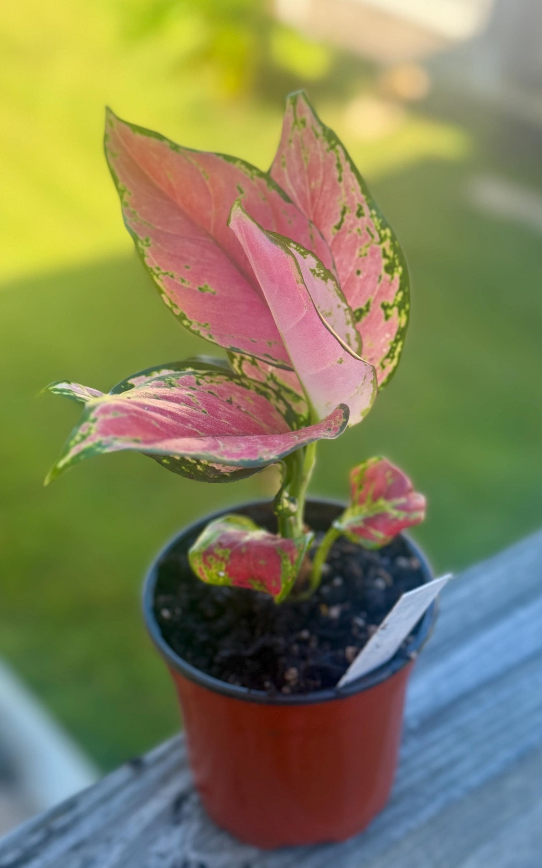 Aglaonema Siam Red – Pink & Green Chinese Evergreen Starter Plant