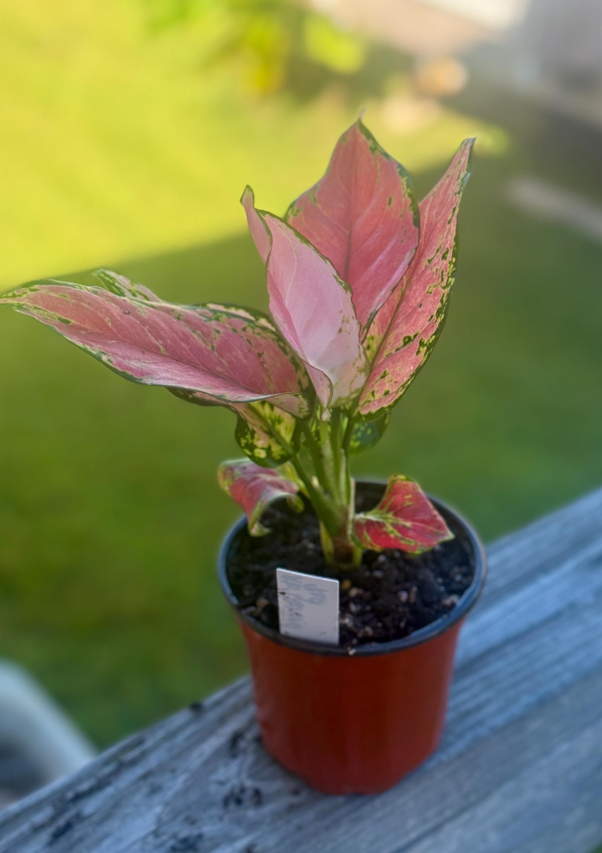 Aglaonema Siam Red – Pink & Green Chinese Evergreen Starter Plant