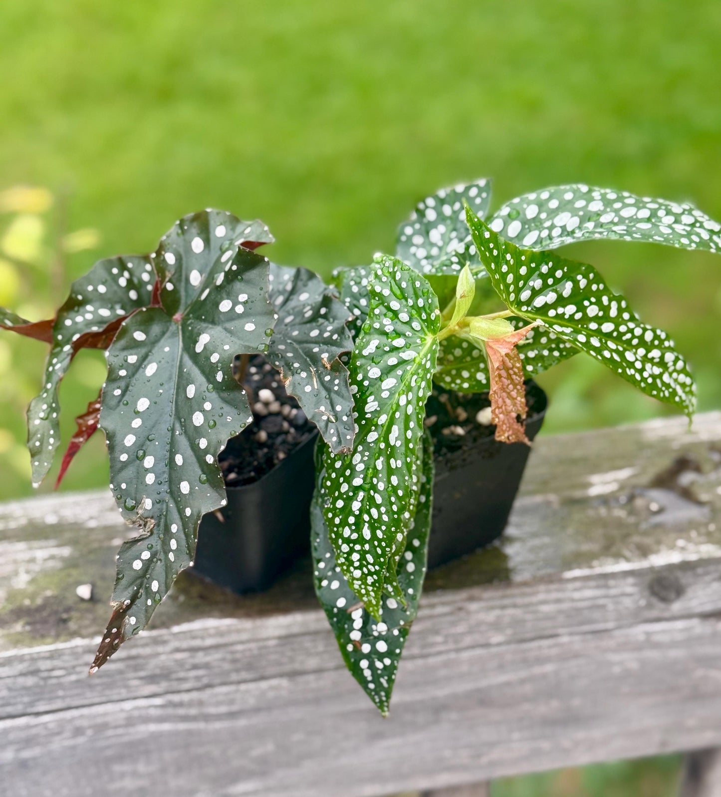 Begonia Bundle – Dappled Morning & Obsidian (2 plants, small 3–6”)