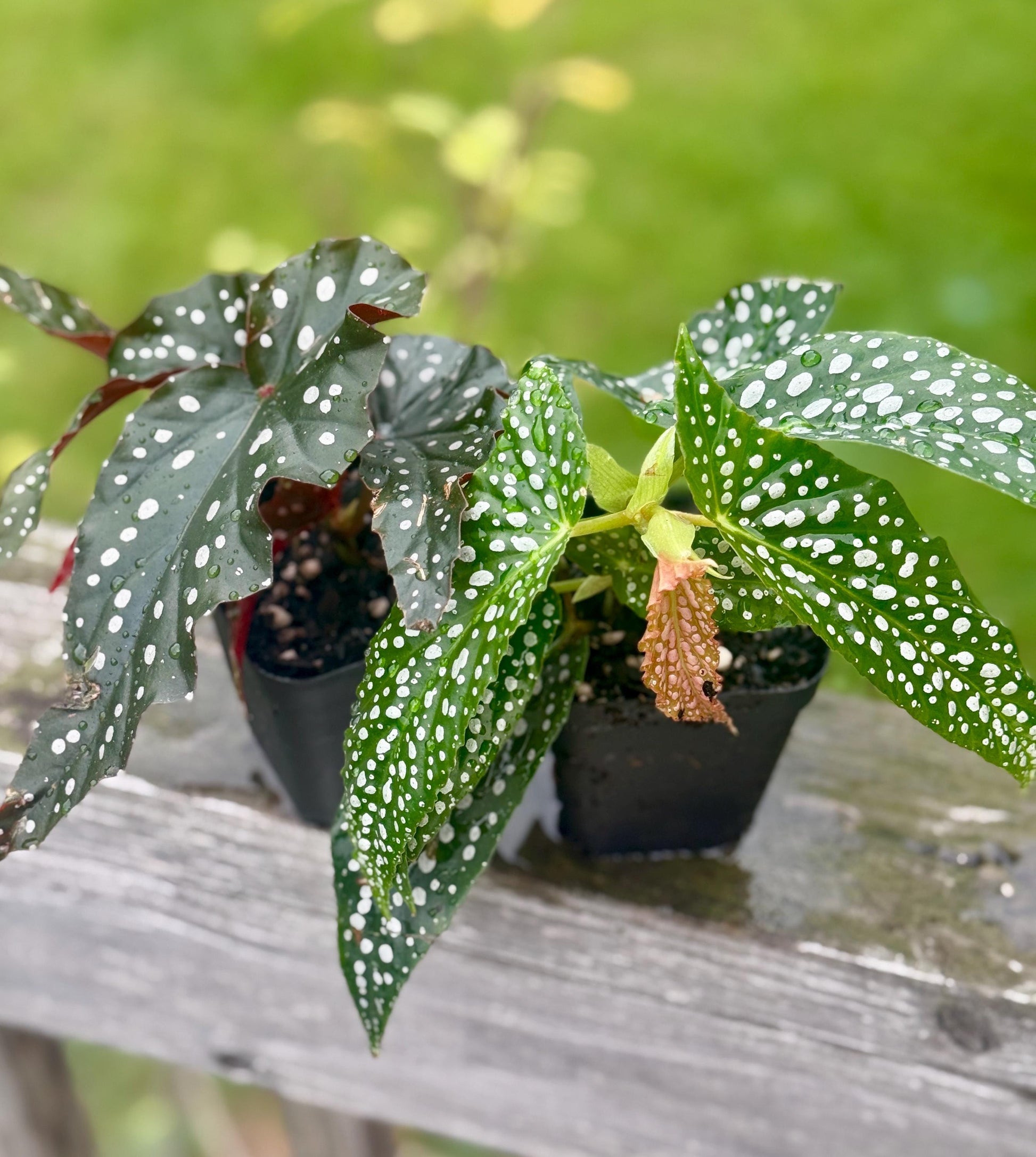 Begonia Bundle – Dappled Morning & Obsidian (2 plants, small 3–6”)