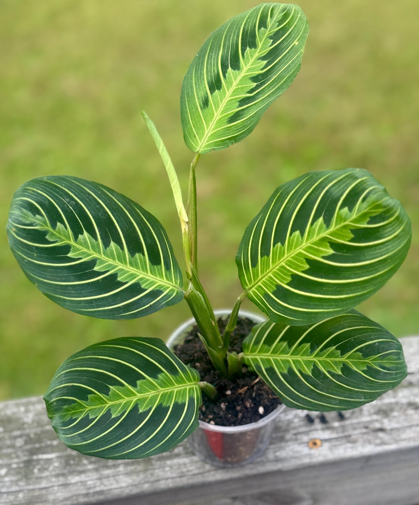 Maranta leuconeura ‘Lemon Lime’ — Prayer Plant Starter (5–8”)
