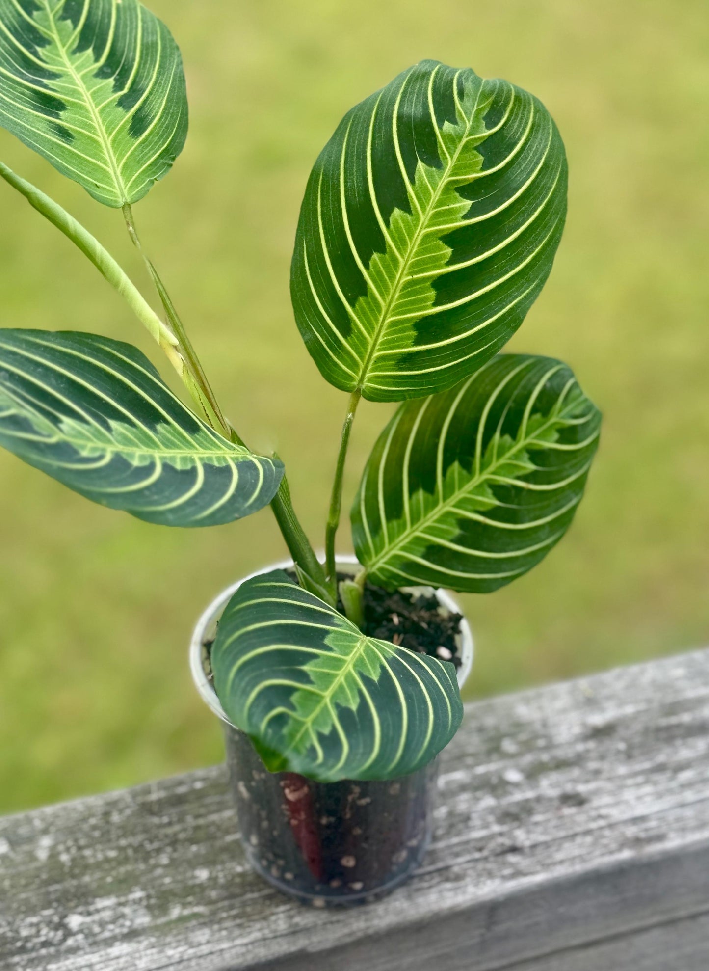 Maranta leuconeura ‘Lemon Lime’ — Prayer Plant Starter (5–8”)