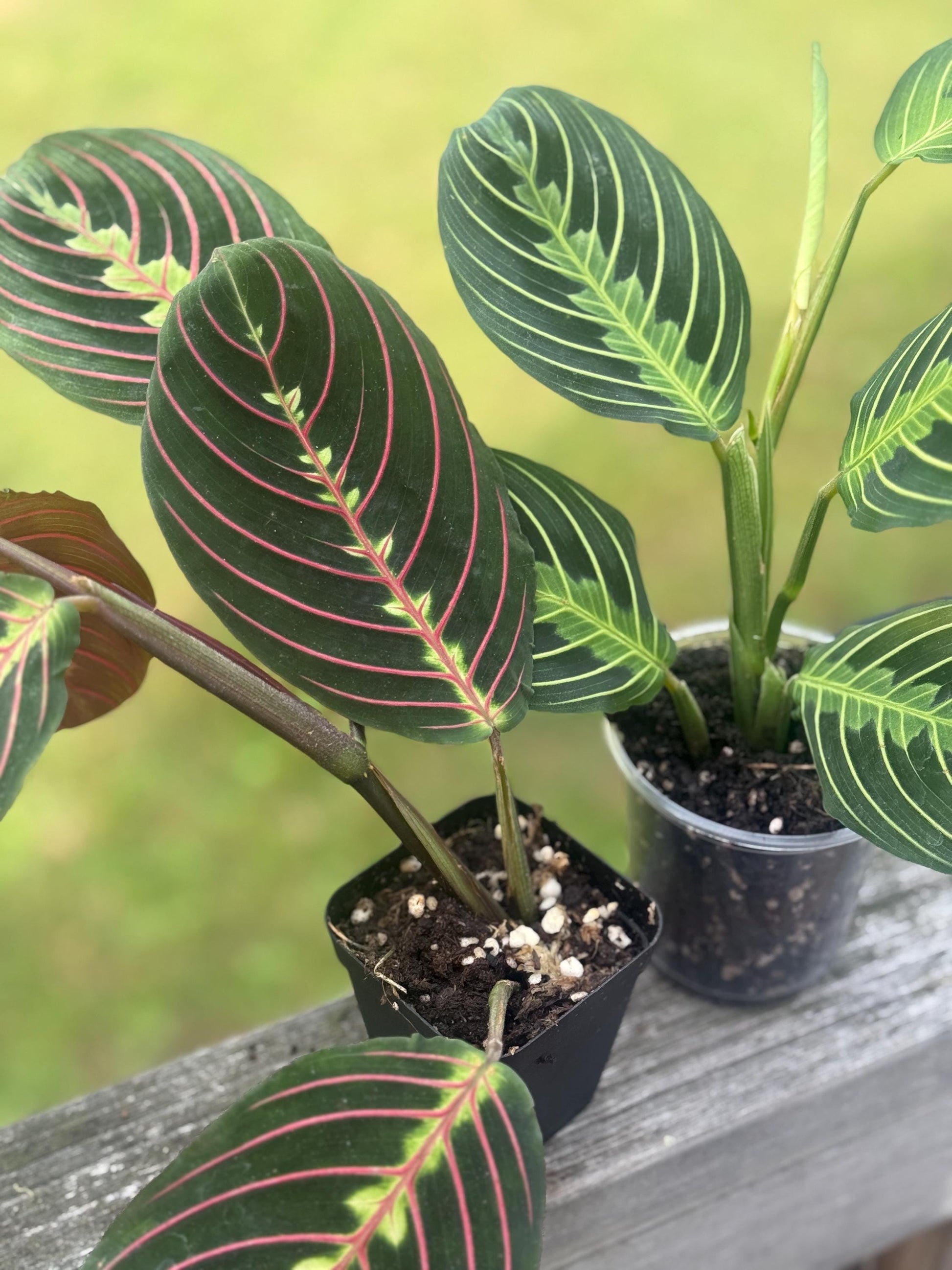 Maranta leuconeura Bundle — Lemon Lime + Red Prayer Plant Starters (5–8”)