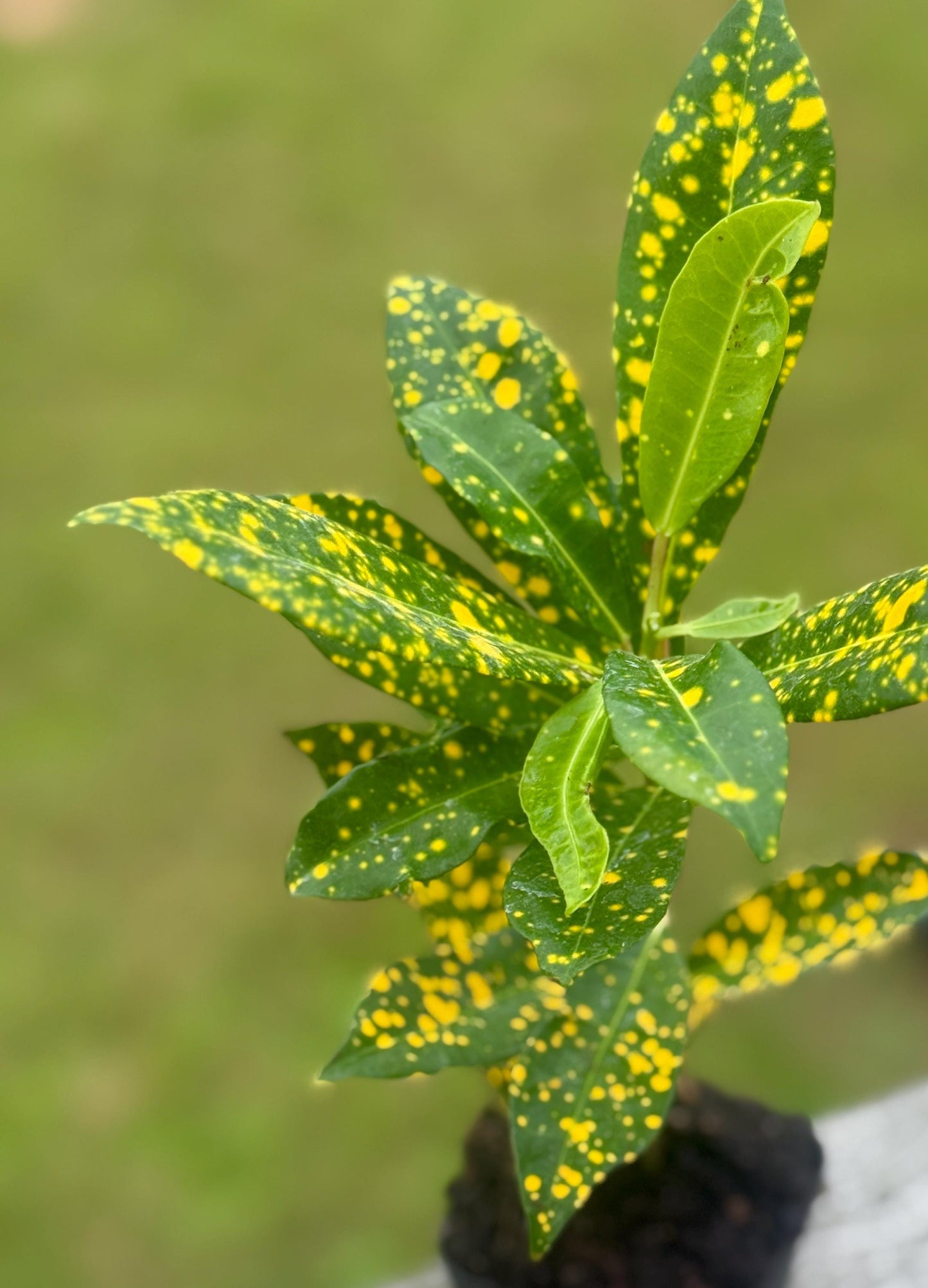 Codiaeum variegatum Bundle — Gold Dust & Croton Mammy Starters (4–8”)