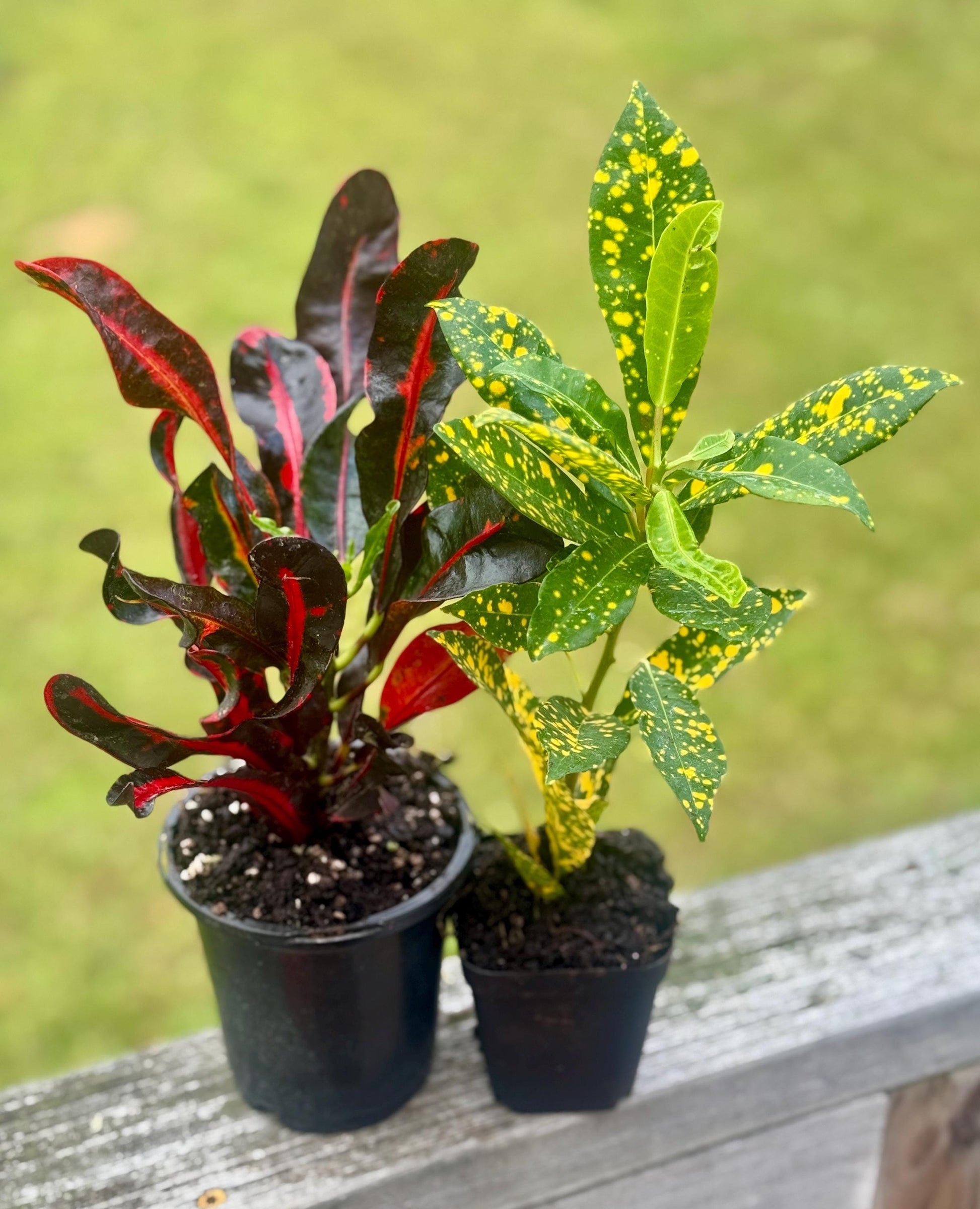 Codiaeum variegatum Bundle — Gold Dust & Croton Mammy Starters (4–8”)