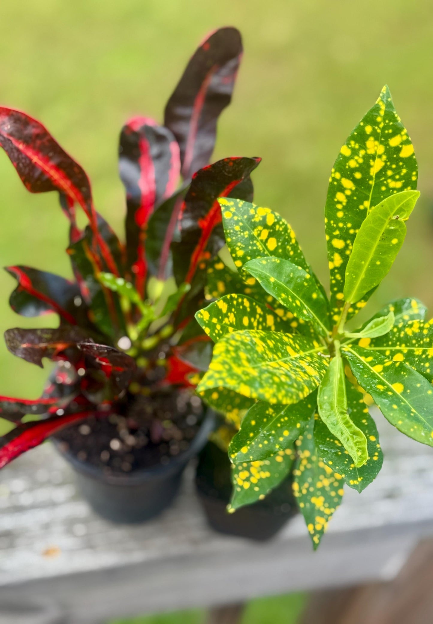 Codiaeum variegatum Bundle — Gold Dust & Croton Mammy Starters (4–8”)
