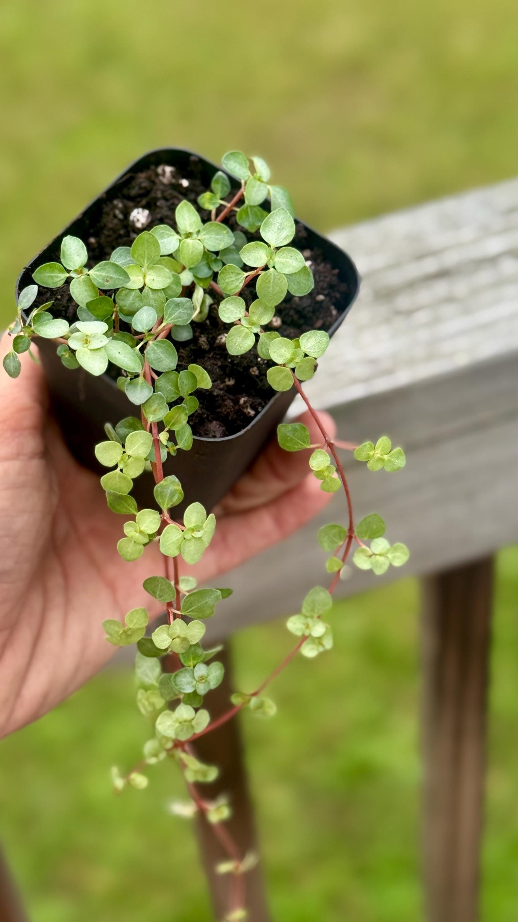 Nettle ‘Silver Sparkle’ — Starter Plant (2.7” Pot)