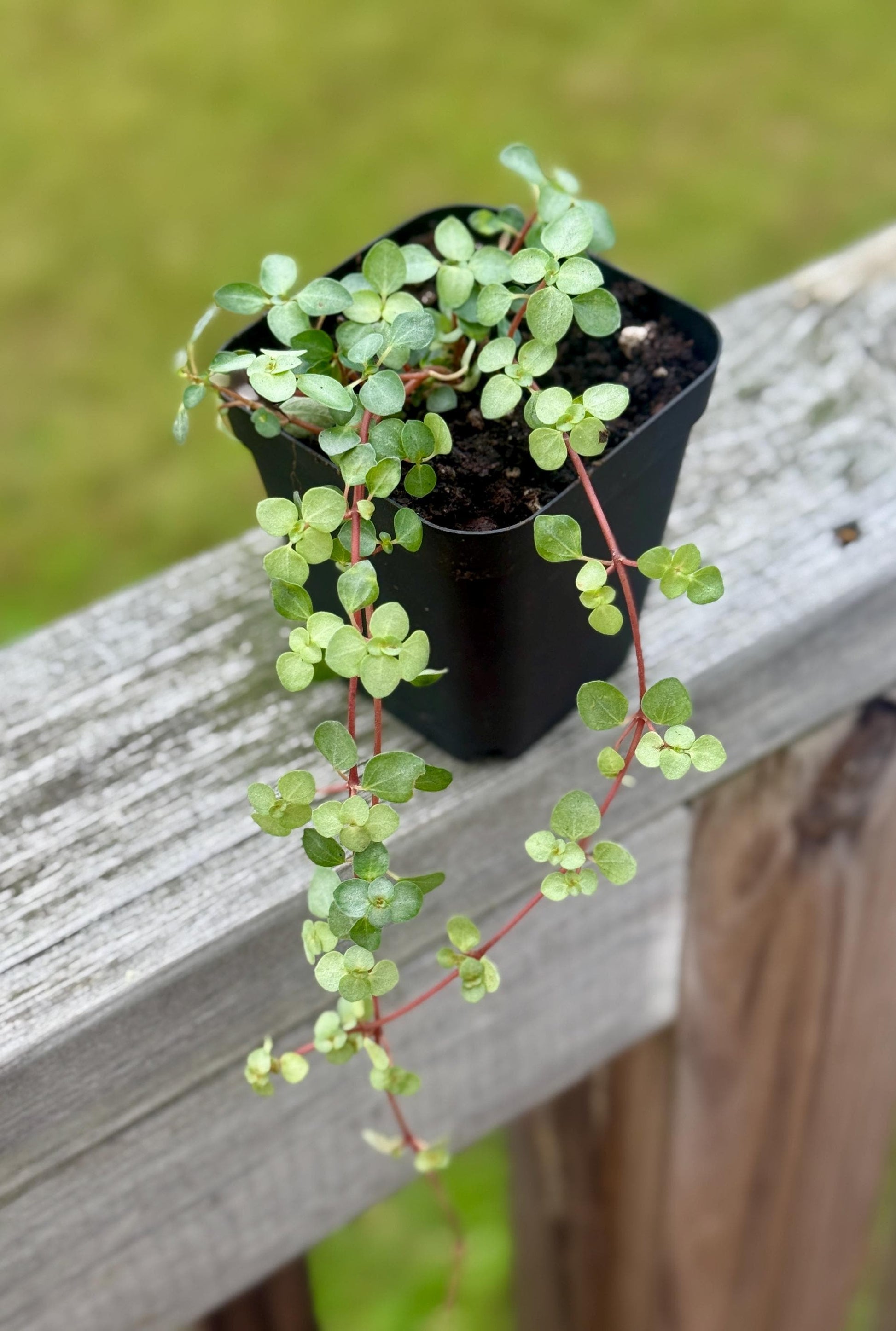 Nettle ‘Silver Sparkle’ — Starter Plant (2.7” Pot)