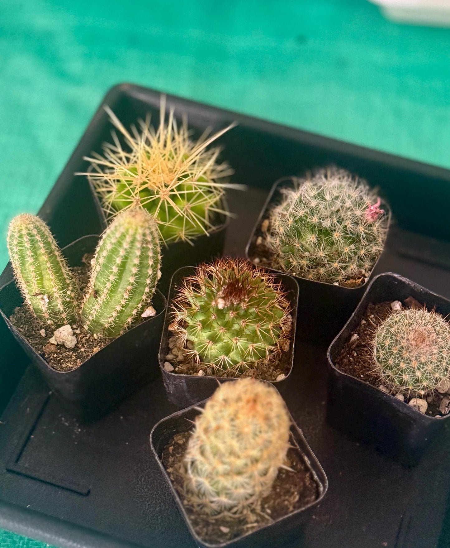 6 Live Cactus Bundle | Golden Barrel, Mammillaria & Columnar Mix | Easy Care Starter Set