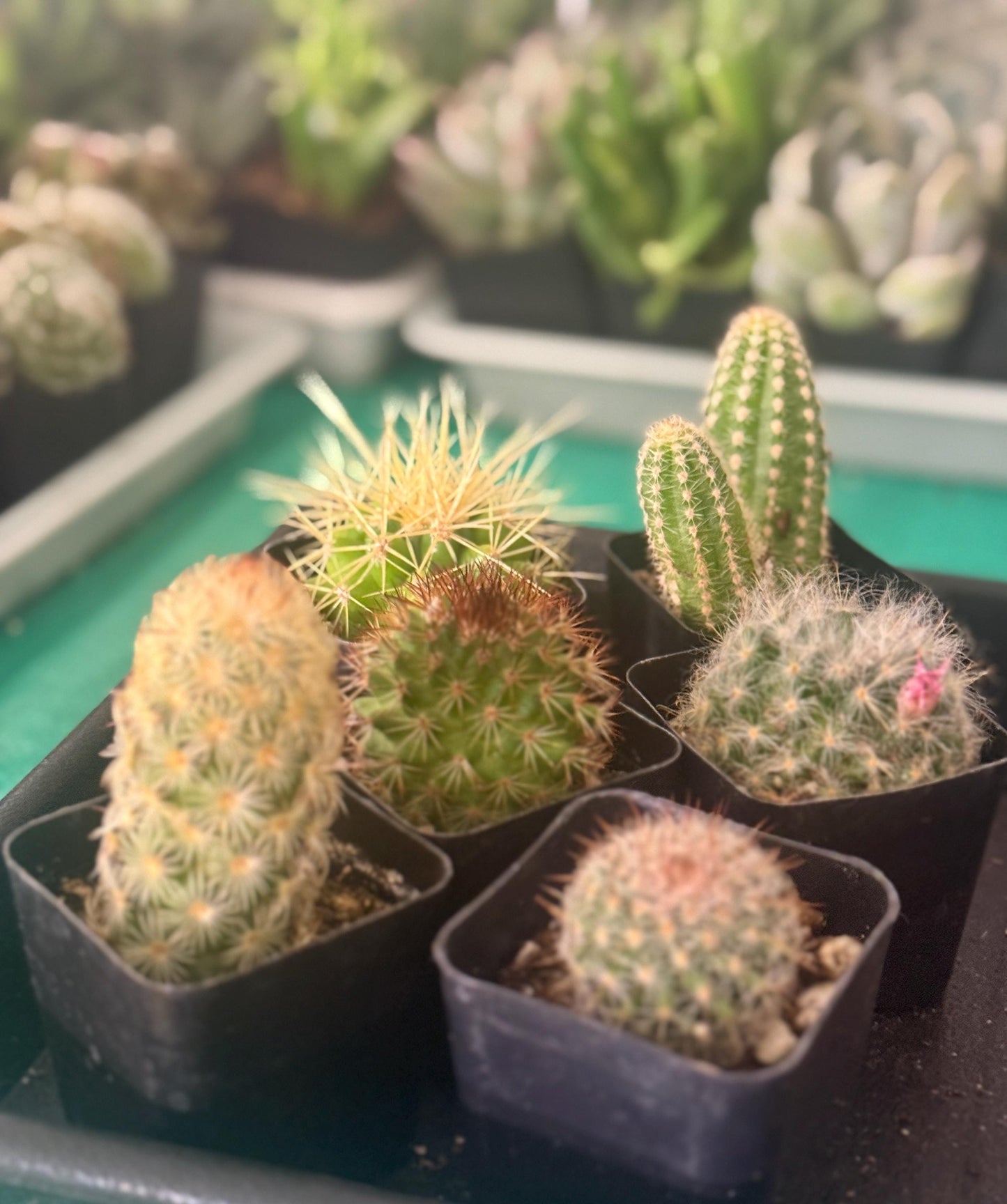 6 Live Cactus Bundle | Golden Barrel, Mammillaria & Columnar Mix | Easy Care Starter Set