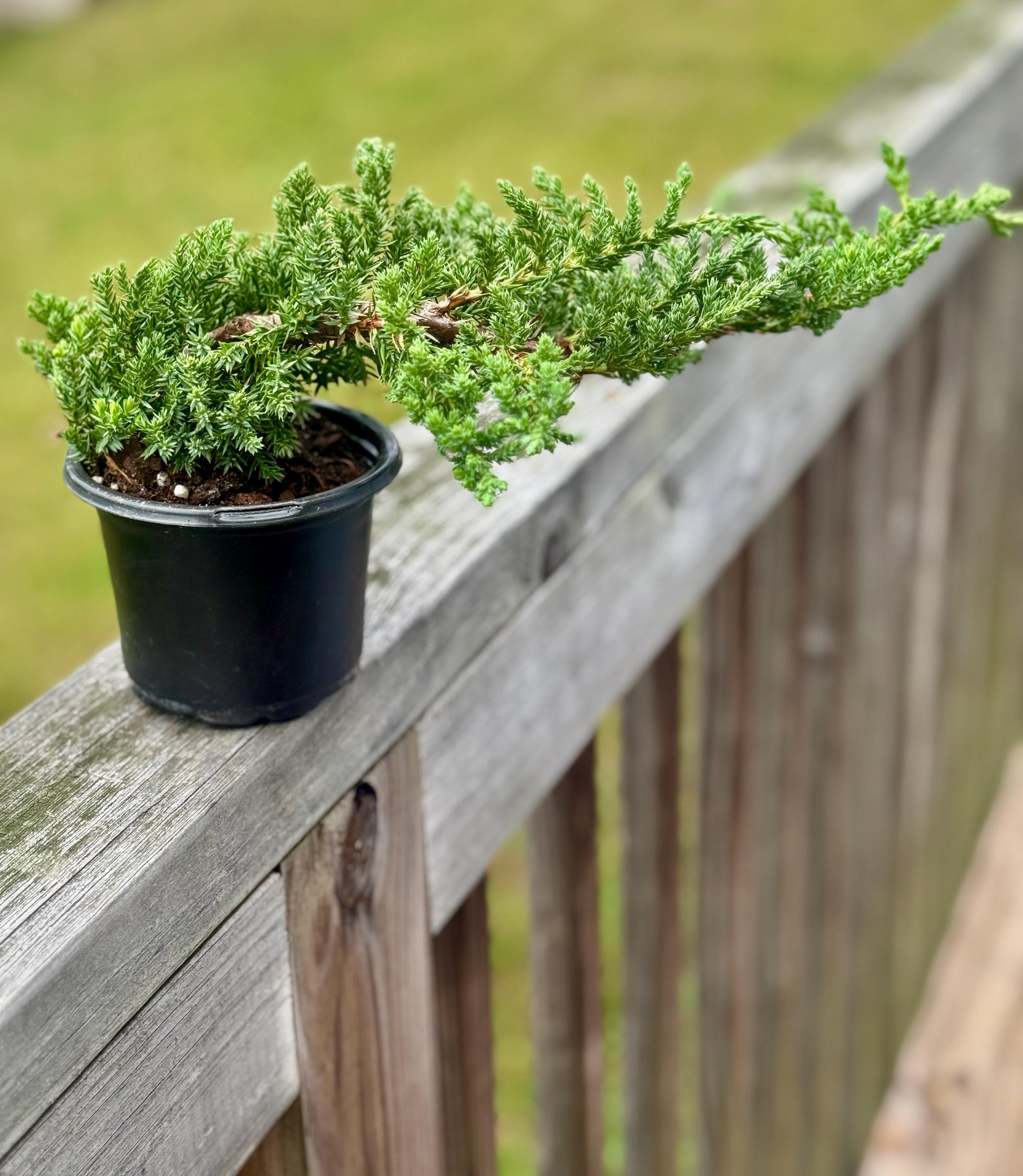 Juniper Procumbens ‘Nana’ Bonsai – 4” Live Starter Tree