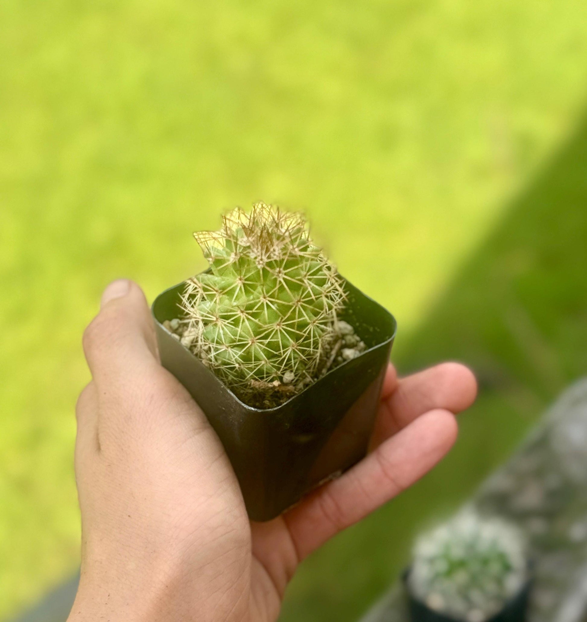 6 Live Cactus Bundle | Golden Barrel, Mammillaria & Columnar Mix | Easy Care Starter Set