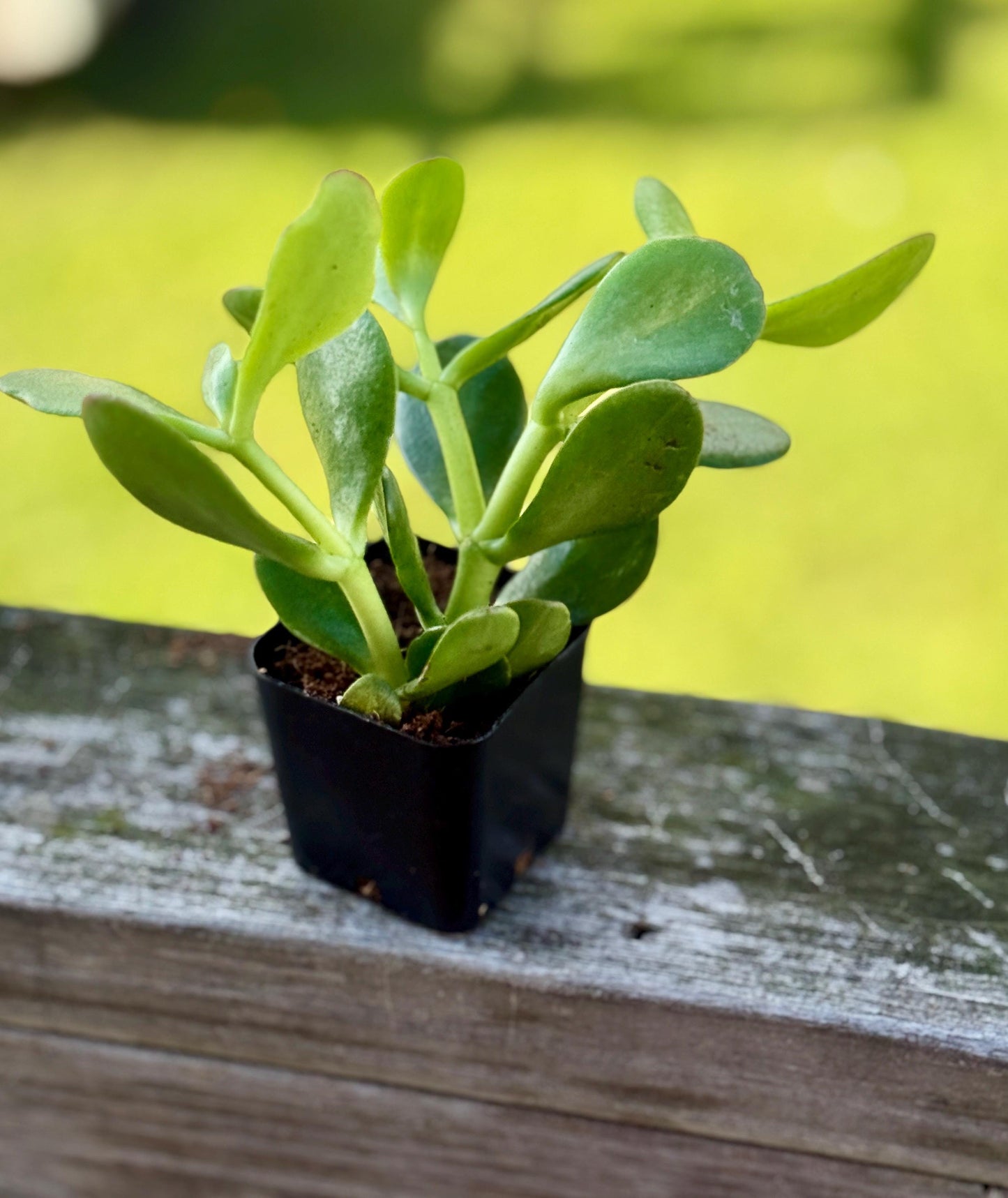 Succulent Starter Pack | 5 Live Plants Bundle | Echeveria, Jade, String of Pearls & More