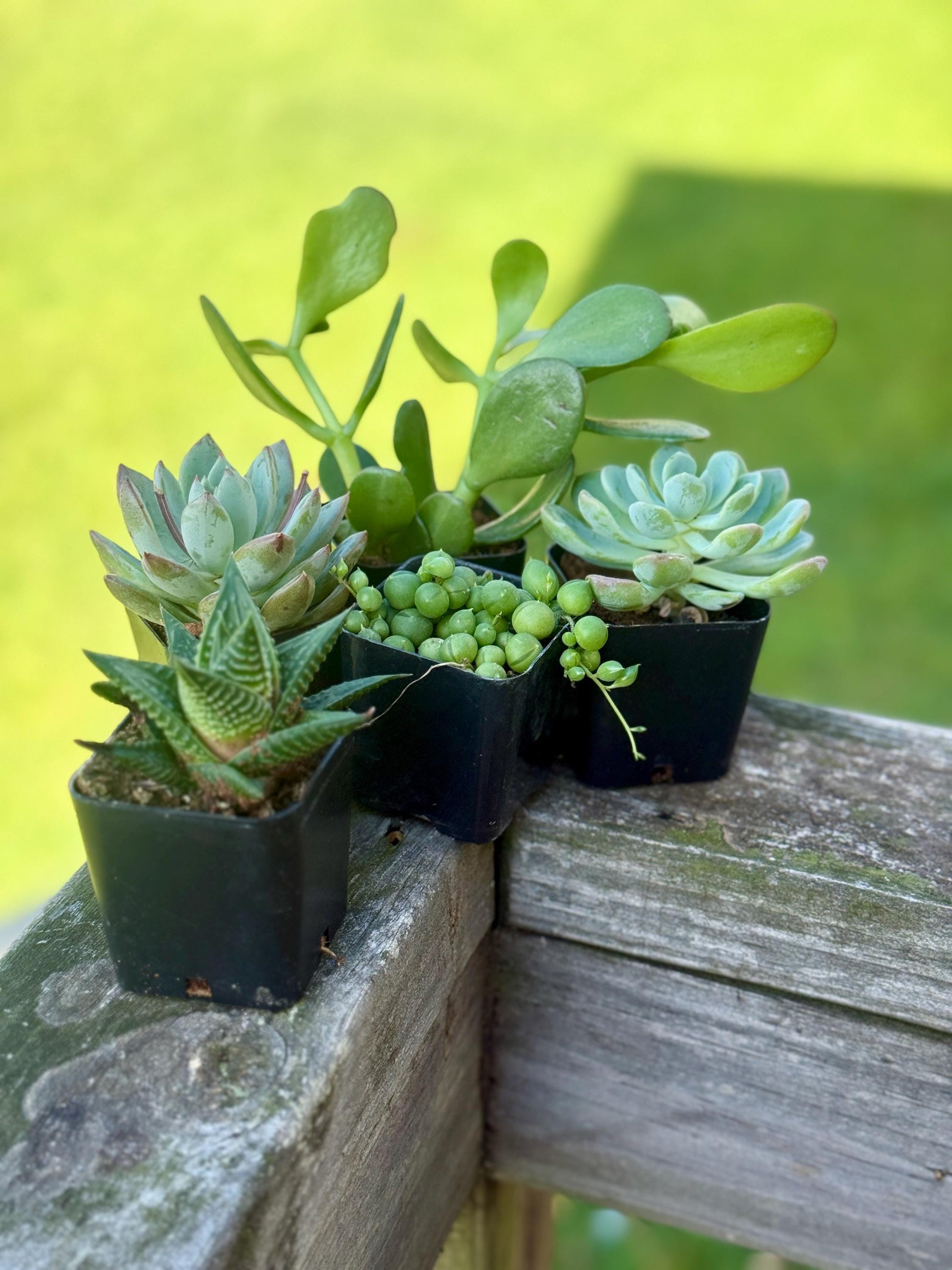 Succulent Starter Pack | 5 Live Plants Bundle | Echeveria, Jade, String of Pearls & More