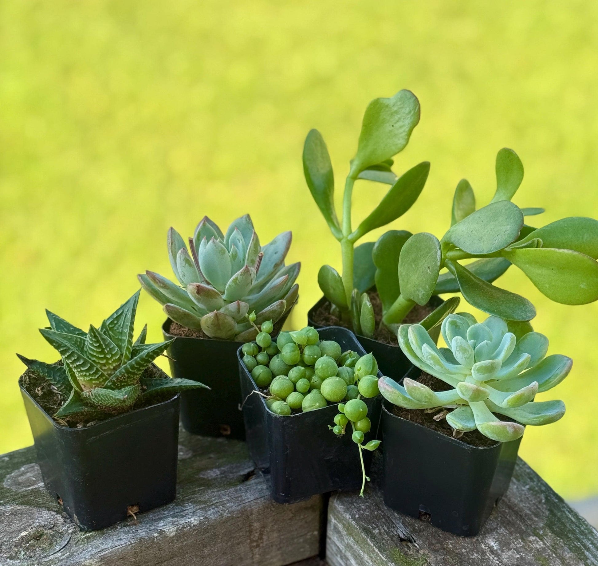 Succulent Starter Pack | 5 Live Plants Bundle | Echeveria, Jade, String of Pearls & More