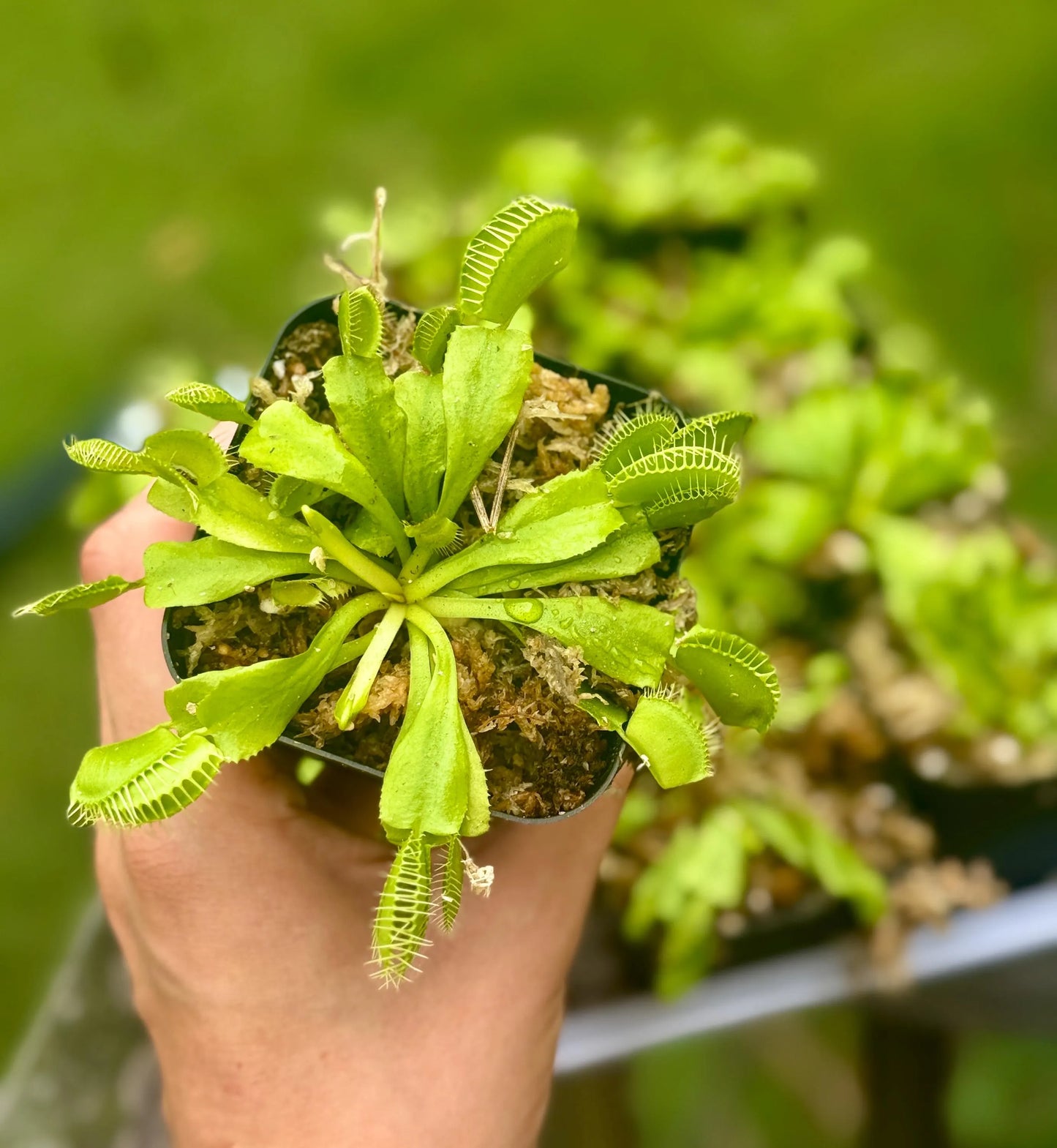 Starter Venus Fly Trap Plant – 3” Plastic Pot – Live Carnivorous Plant