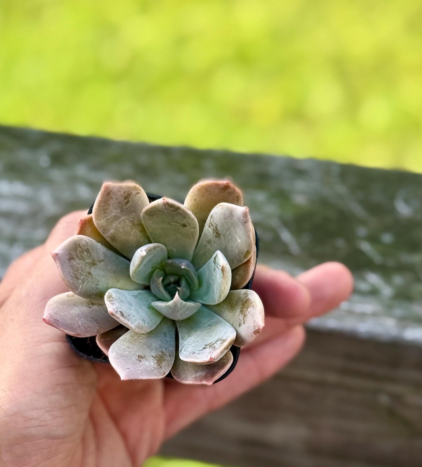Graptoveria Succulent – 2” Starter Plant – Rosette Hybrid