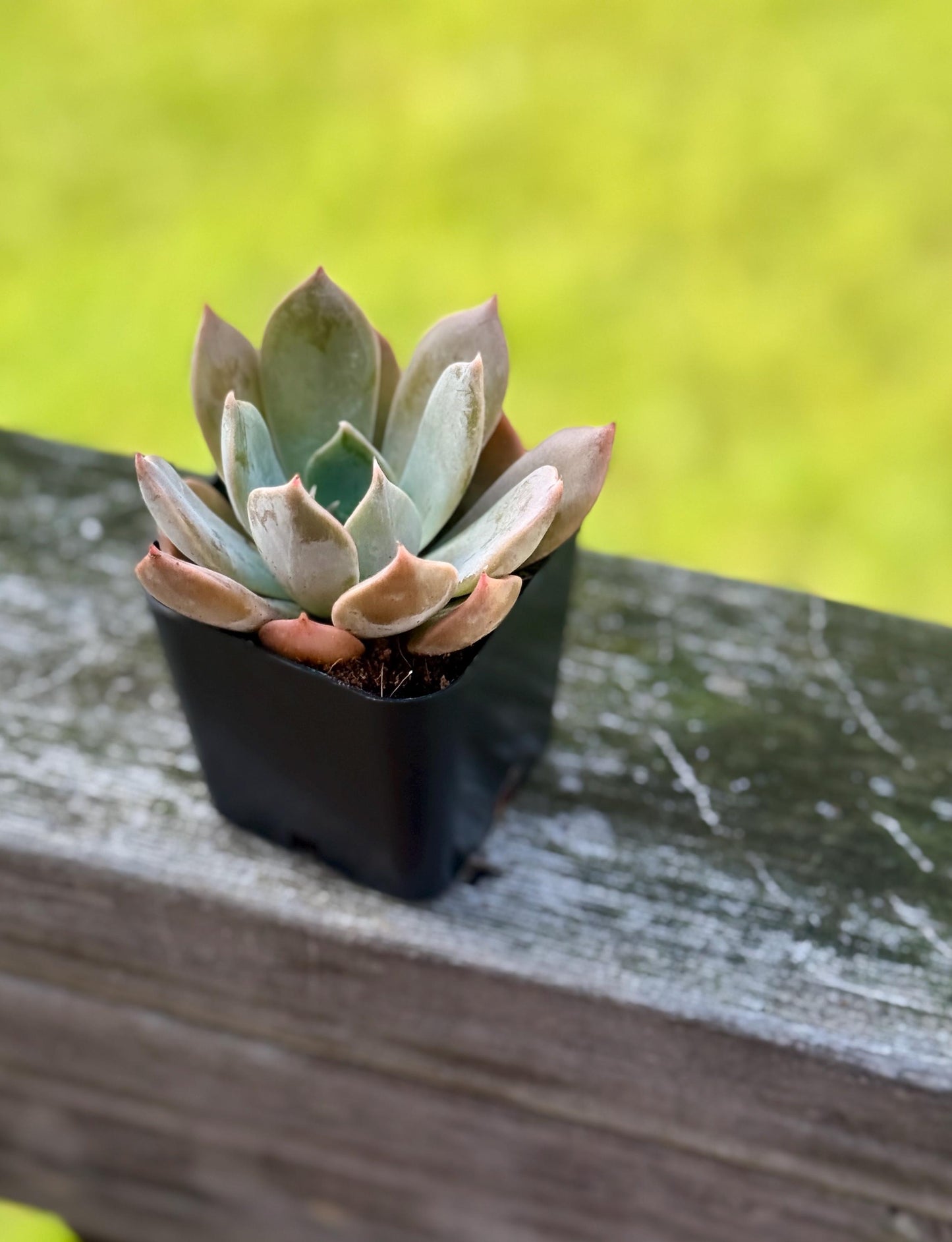 Graptoveria Succulent – 2” Starter Plant – Rosette Hybrid