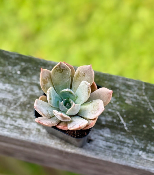Graptoveria Succulent – 2” Starter Plant – Rosette Hybrid