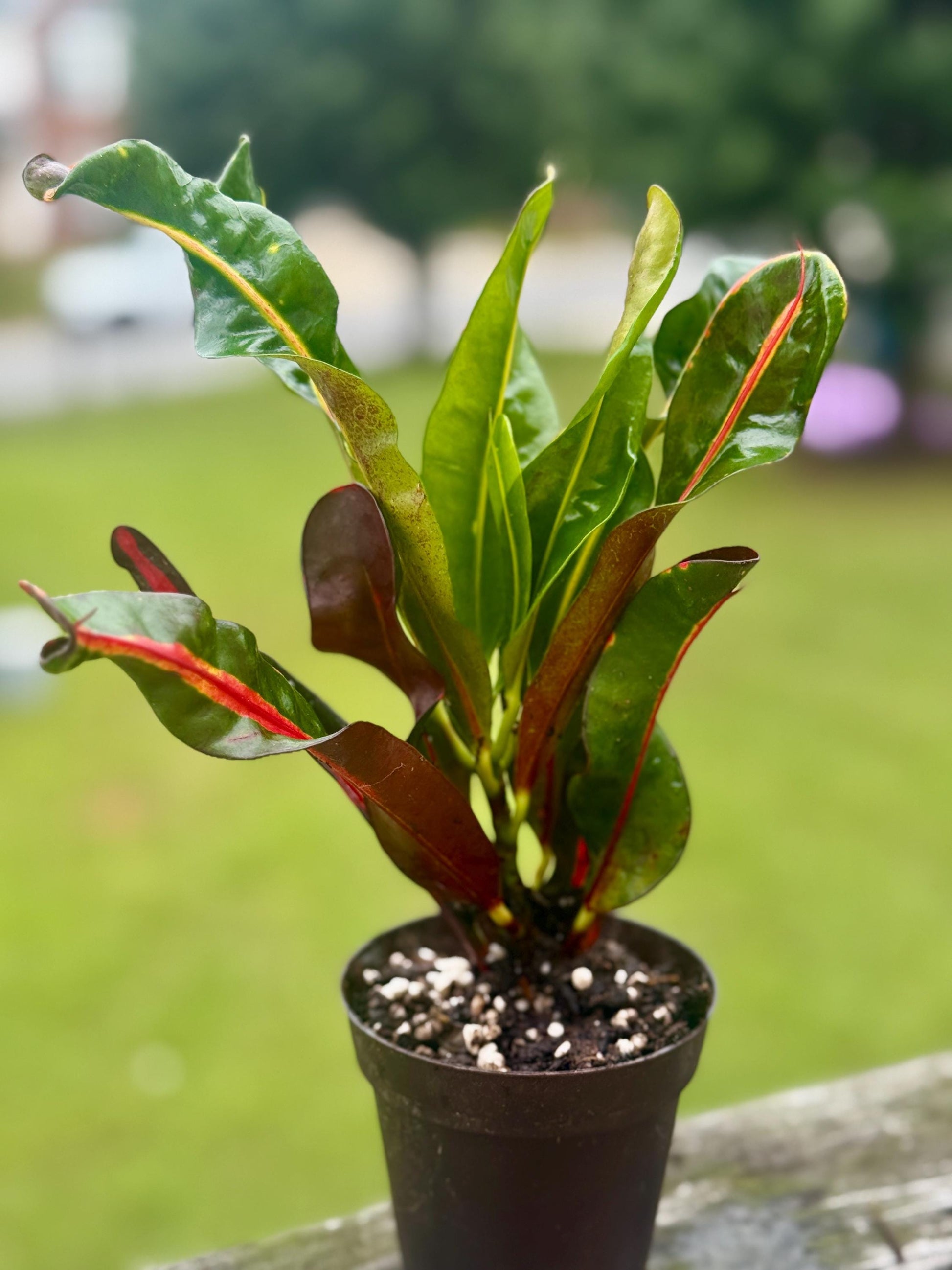 Croton Mammy | Colorful Tropical Plant with Curly Leaves | 6-8”